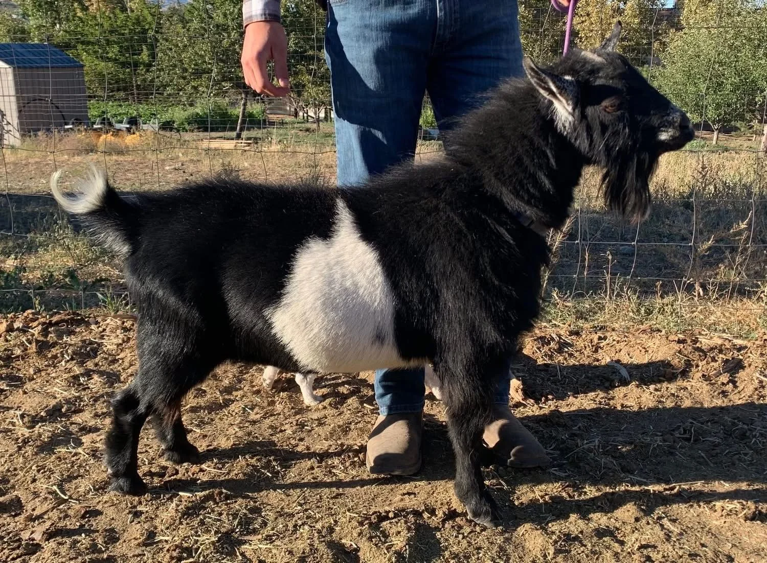 HIDDEN HILLS TIME TRAVELER - Image shows a Nigerian Dwarf buck. He is black with white and frosted ears and muzzle