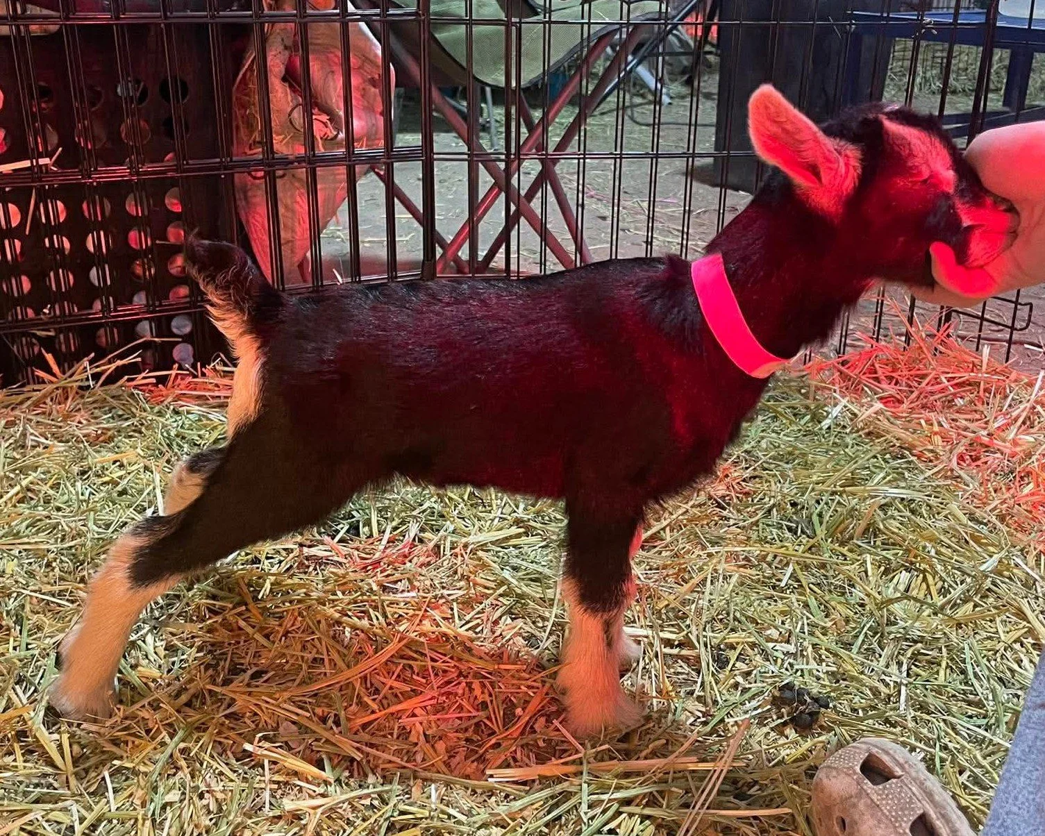 Profile view of CEDAR BROOKS RANCH O'MALLEYCAT. He is an ADGA Nigerian Dwarf buck with a black and tan Swiss marked coat. He is a newborn and is standing on fresh straw.
