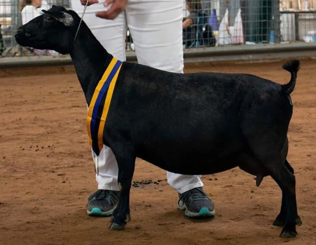 Black goat with gold and blue ribbons around its neck, standing on dirt ground at a show or event, with person in white pants and sneakers in the background.