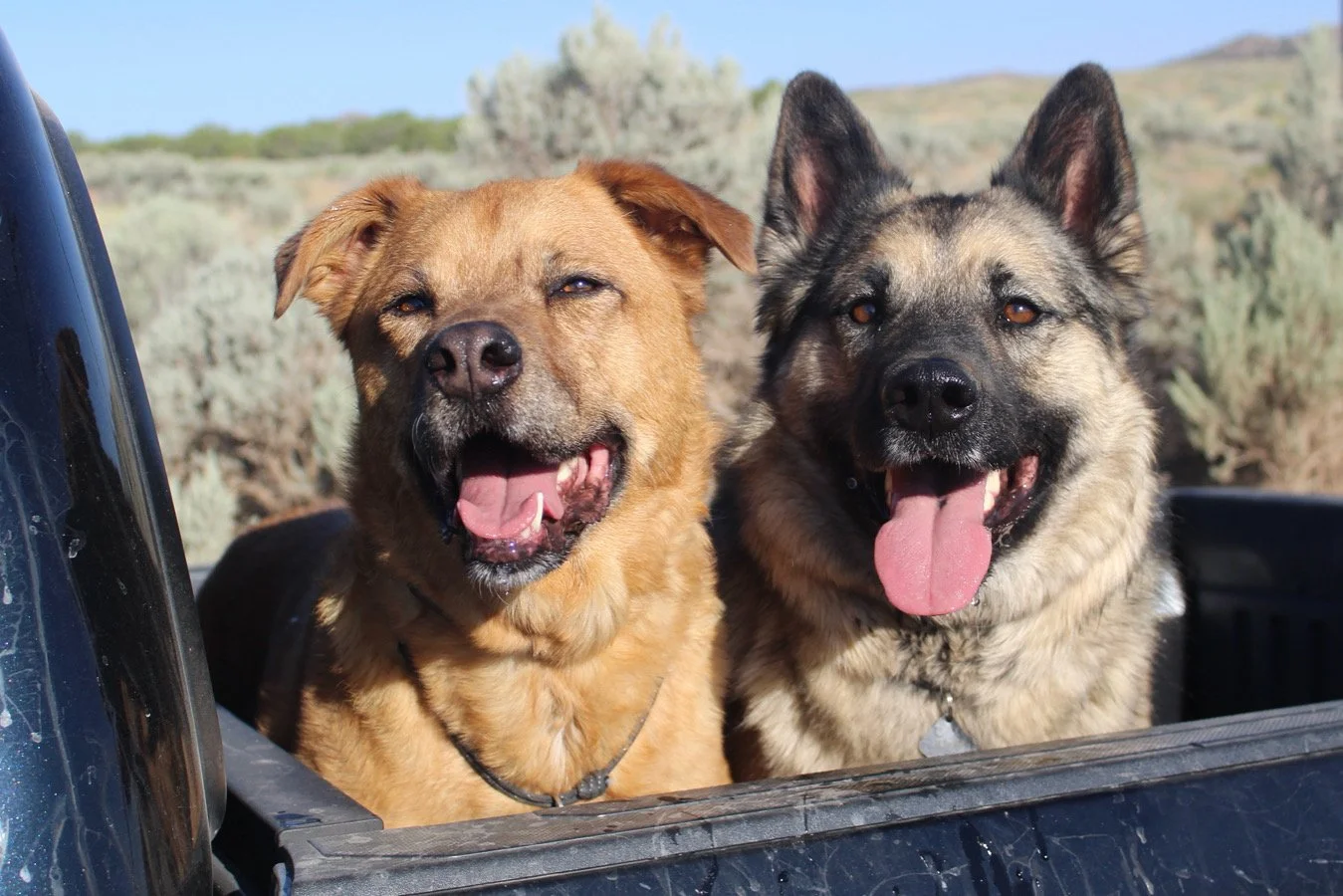 Two dogs sitting in the back of a pickup truck with desert vegetation and hills in the background. One dog is Ryder, a brown Rottweiler mix. The other dog is Bjorn, a black and grey German Shepherd/Norwegian Elkhound mix.