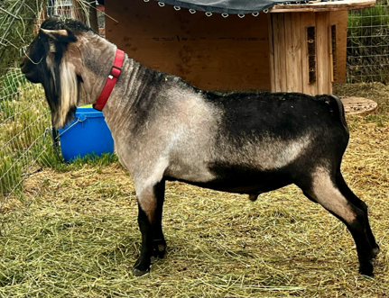Profile image of CREAMERY CREEK MT MILKYWAY aka Milkyway. He is an ADGA Nigerian Dwarf goat buck with a cou clair coat pattern that is freshly shaved. He is standing in a pen with a wooden structure and a blue water bucket behind him.