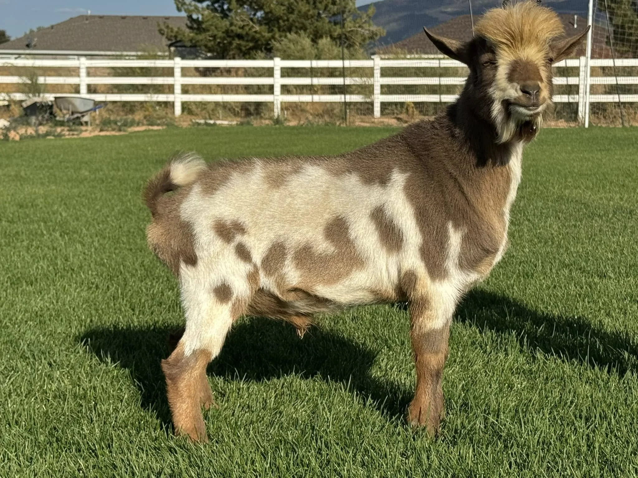 A profile image of RISING LIGHT RANCH APRICOTREMY. He is an ADGA Nigerian Dwarf goat buck with a chocolate coat pattern and abundant white. He has a poofy hairdo and is standing on green grass with a white fence in the background.