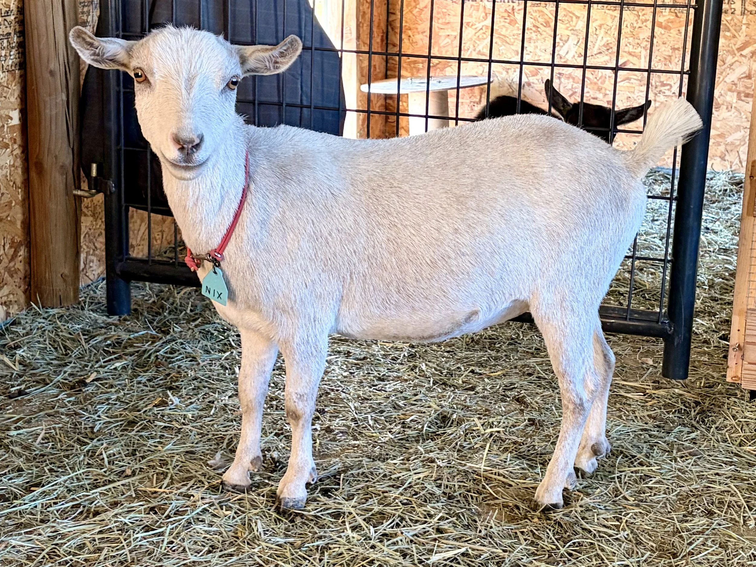 A light-colored goat with a red collar and a green tag standing inside a barn with wood and metal walls. A black and white goat is lying behind a metal fence in the background.
