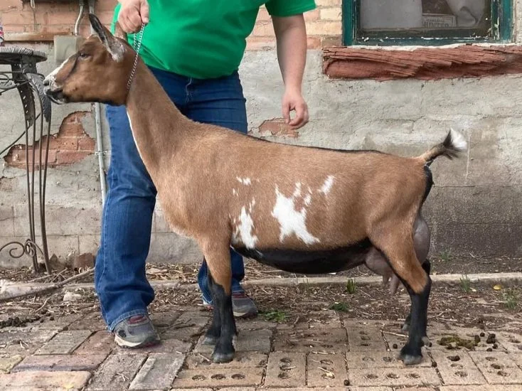 Profile image of TUA FARMS SP PRINCESS COUTURE. She is an ADGA Nigerian Dwarf goat doe with a chami coat pattern with random white. She is standing on a brick floor and behind held in a show stance by a person in blue jeans and a green shirt.