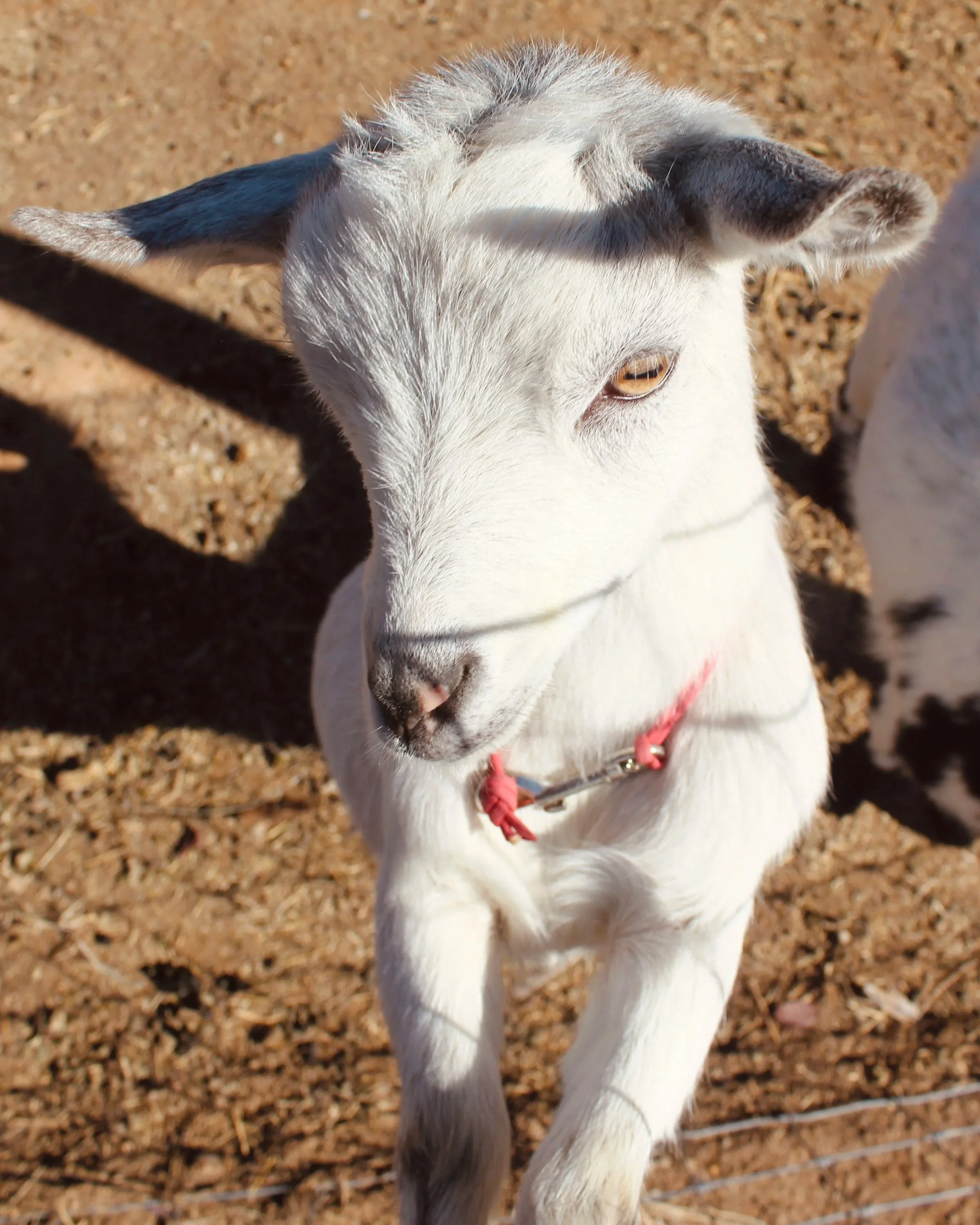 An image from above of JAN'S ROCKING M SILVER LACE aka Nix. She is an ADGA Nigerian Dwarf goat doeling with a chocolate silver coat pattern and is standing with her hooves on a fence, looking past the camera. She has gold eyes and a red collar.