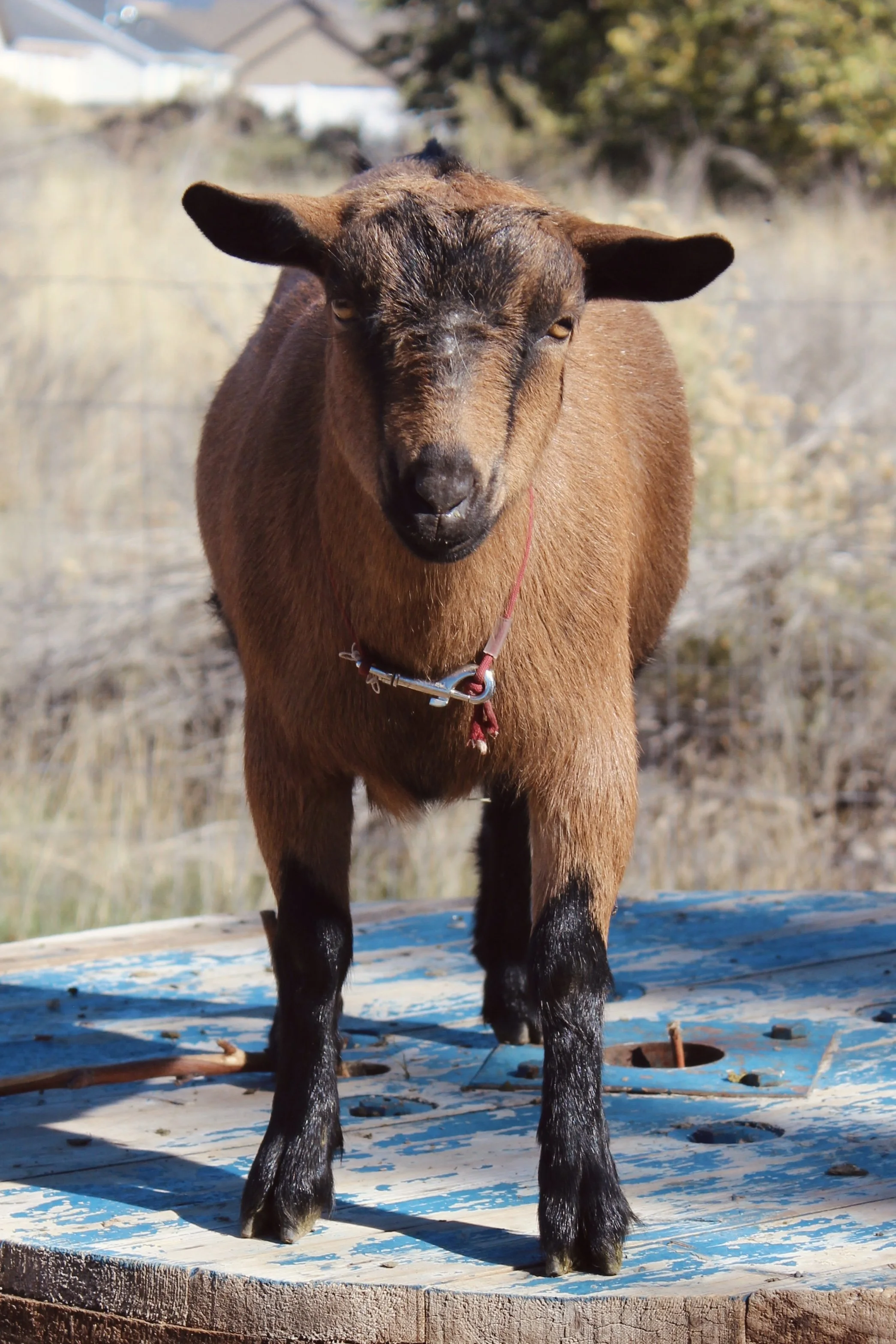 Image shows CEDAR BROOKS RANCH HOWFARILLGO. She is an ADGA registered Nigerian Dwarf doe. Her coat color is chamiosee. She has gold eyes and is disbudded.