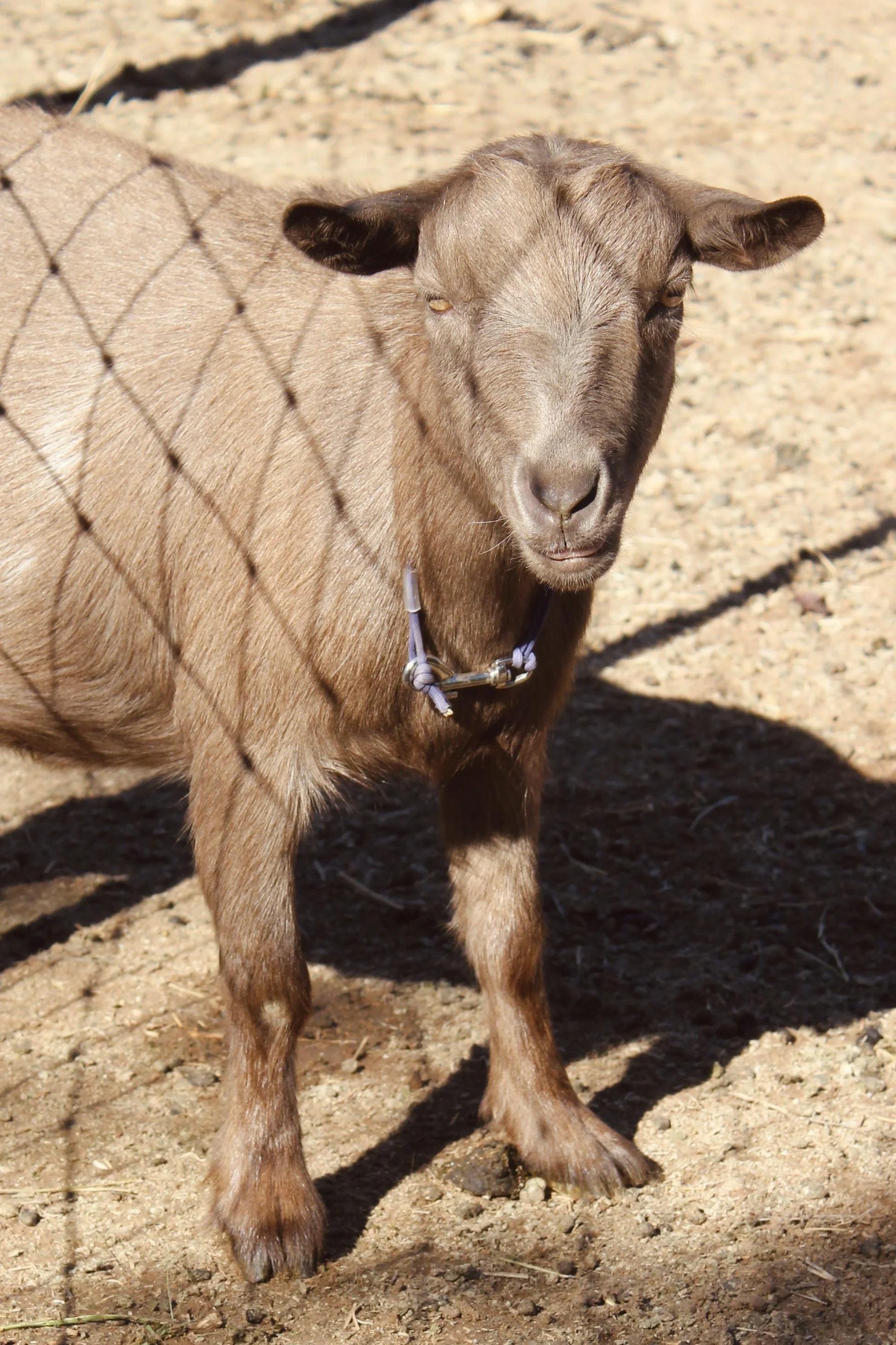 A partial profile image of JAN'S ROCKING M TIME 2B FANCY aka Farrah. She is an ADGA Nigerian Dwarf goat doe with a chocolate coat pattern standing on dirt with the shadow of a wire fence cast over her. She is looking at the camera and has amber eyes.