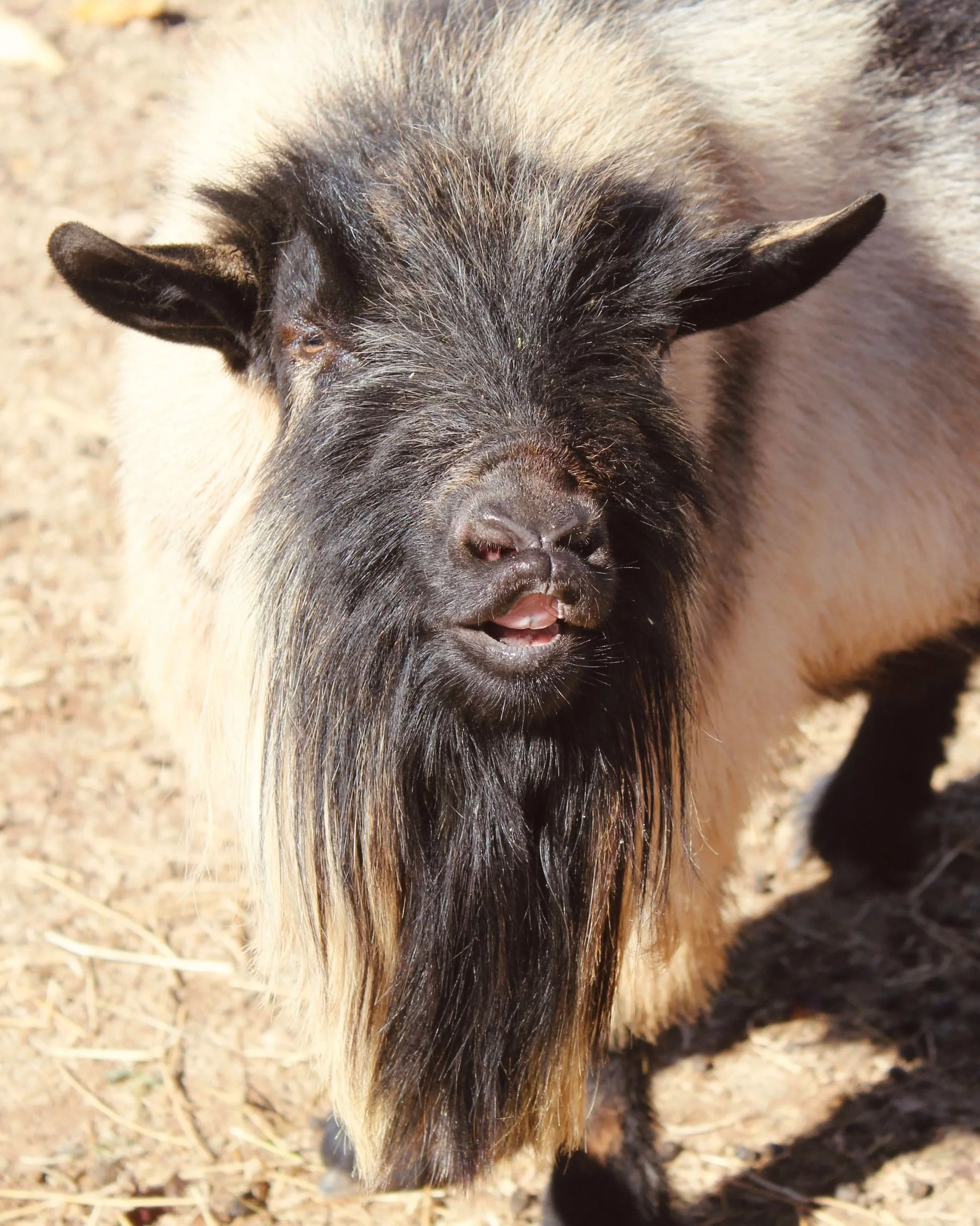 Close-up of CREAMERY CREEK MT MILKYWAY aka Milkyway. He is an ADGA Nigerian Dwarf goat buck with a cou clair coat pattern and a long, black beard. He is looking at the camera with his top lip raised and is standing on dirt ground.