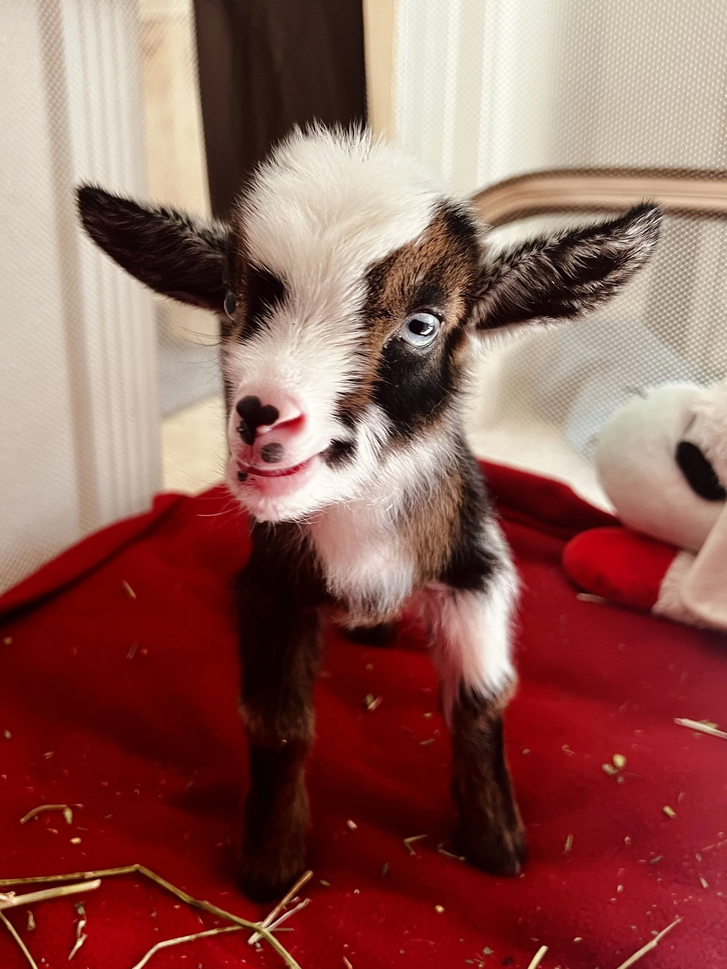 Close-up of a baby baby ADGA Nigerian Dwarf goat with black, brown, and white fur standing on a red surface with hay scattered around.