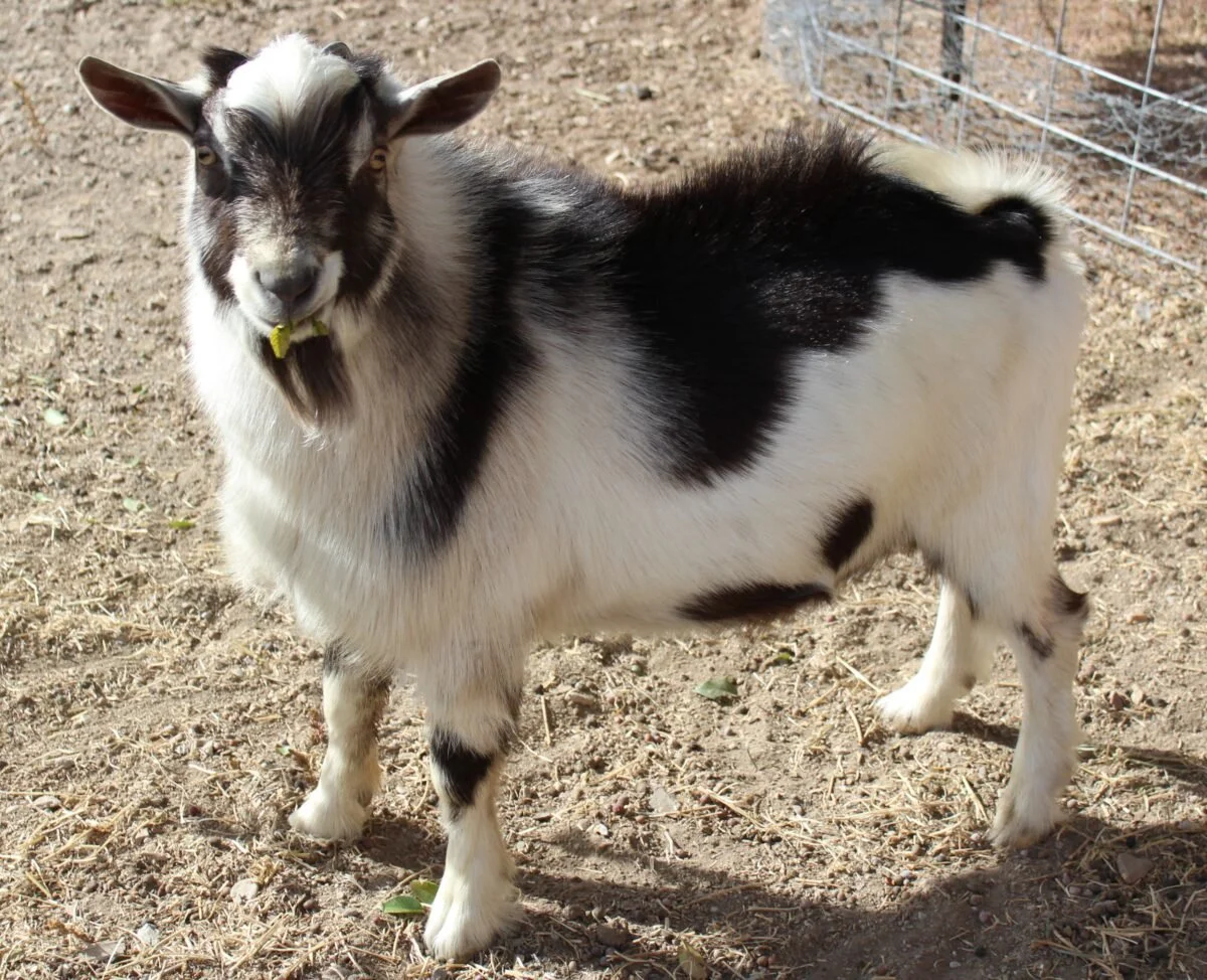 Profile image of SWEETER THAN HONEY MILK TOAST. He is an ADGA Nigerian Dwarf goat buck with a cou clair coat pattern with abundant white and is standing on dirt, looking at the camera, with a wire fence in the background.