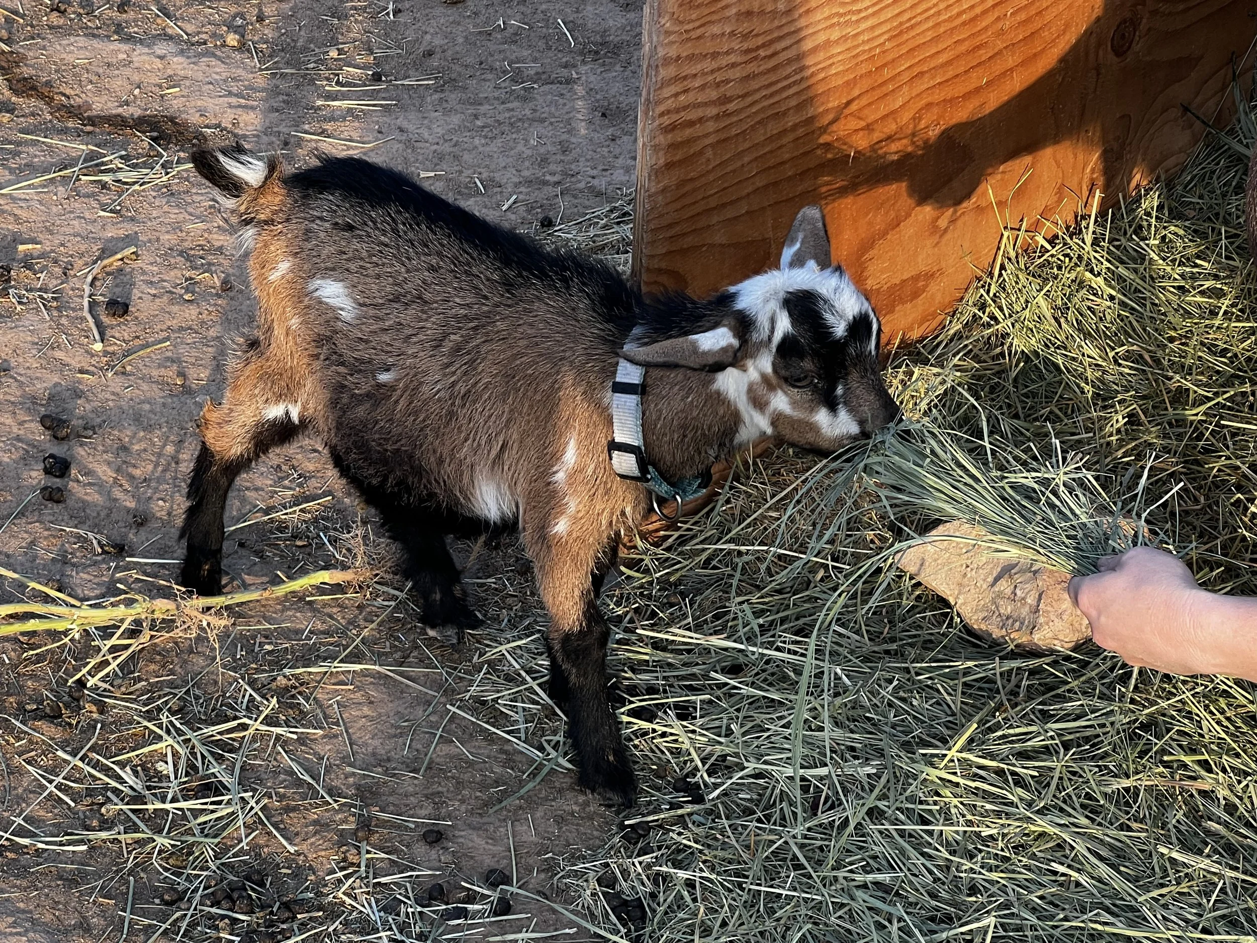 A profile image of young Kevin, who is a Nigerian Dwarf goat wether with a chami coat pattern and random white, wearing a blue collar and eating hay from a person's hand.