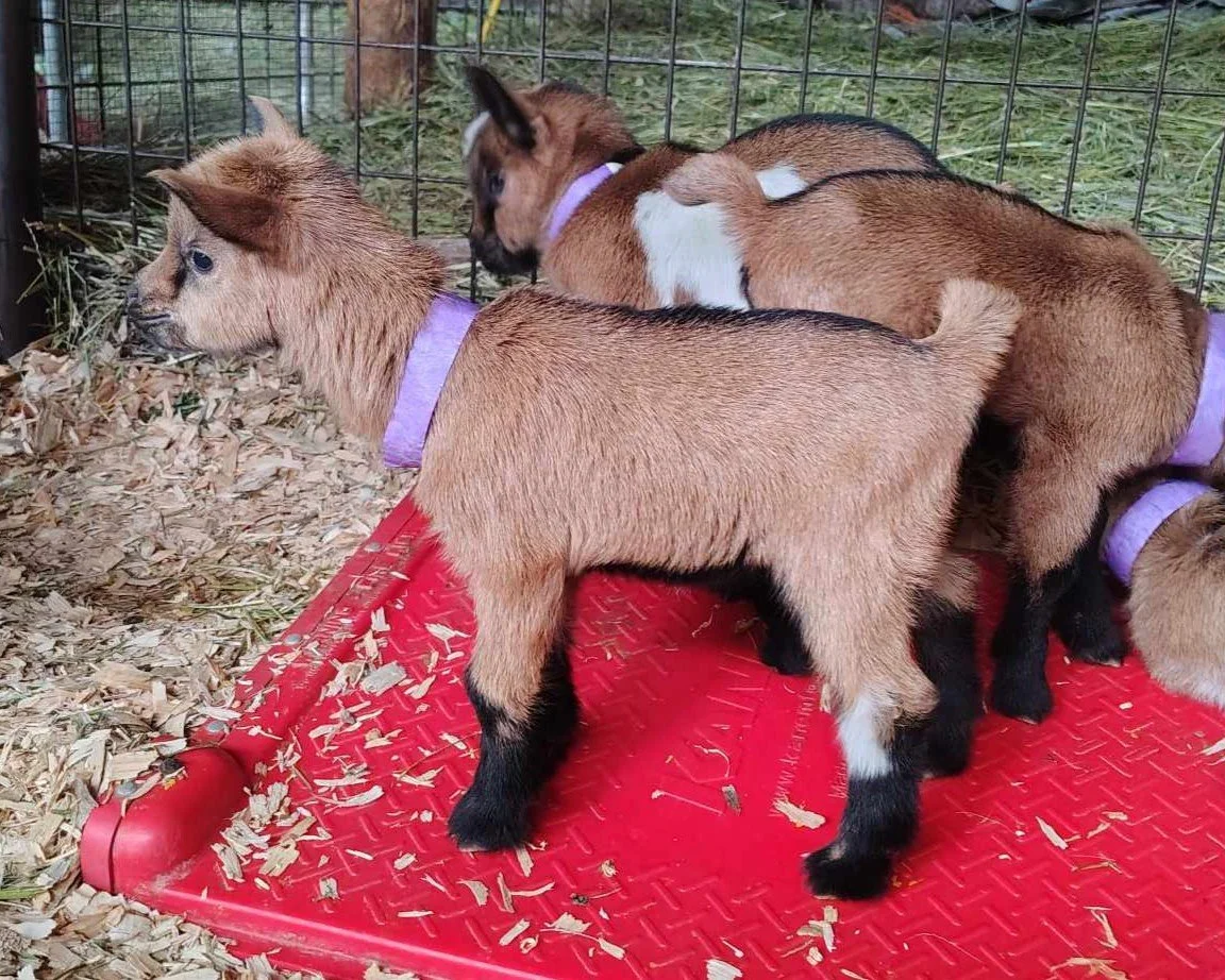 Profile image of RISING LIGHT RANCH UNTAMED. She is an ADGA Nigerian Dwarf doeling with a chami coat pattern and one white spot on her back leg. She is standing on a warming plate with other babies in the background.