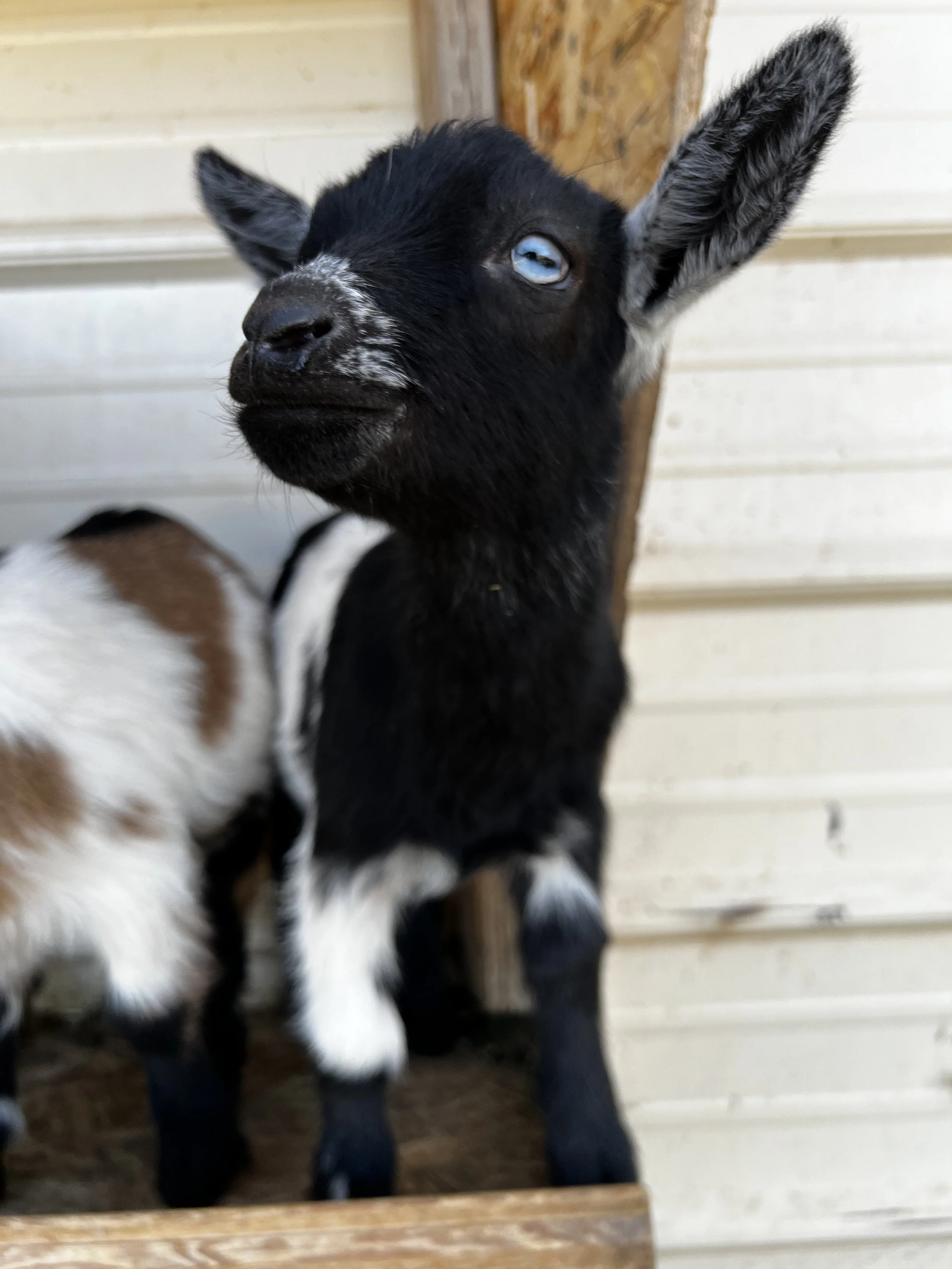 Jessie x Milkyway - Spring 2026 Buckling