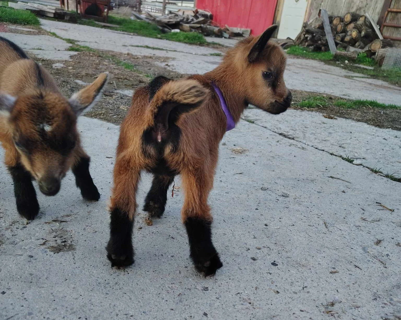 Image from behind of RISING LIGHT RANCH UNTAMED. She is an ADGA Nigerian Dwarf doeling with a chami coat and is standing on concrete looking back at the camera over her shoulder