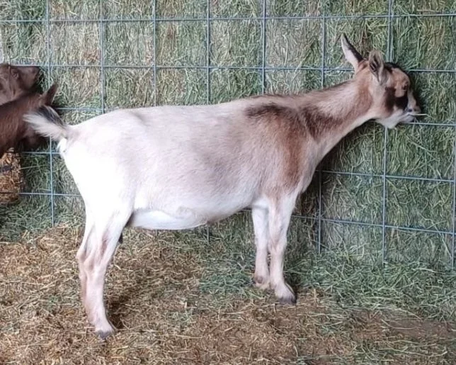 Profile image of CREAMERY CREEK ZSA ZSA CREAM. She is an ADGA Nigerian Dwarf goat doe with a light buckskin coat pattern and is standing in on dirt in front of a wall of hay, which she is eating from.