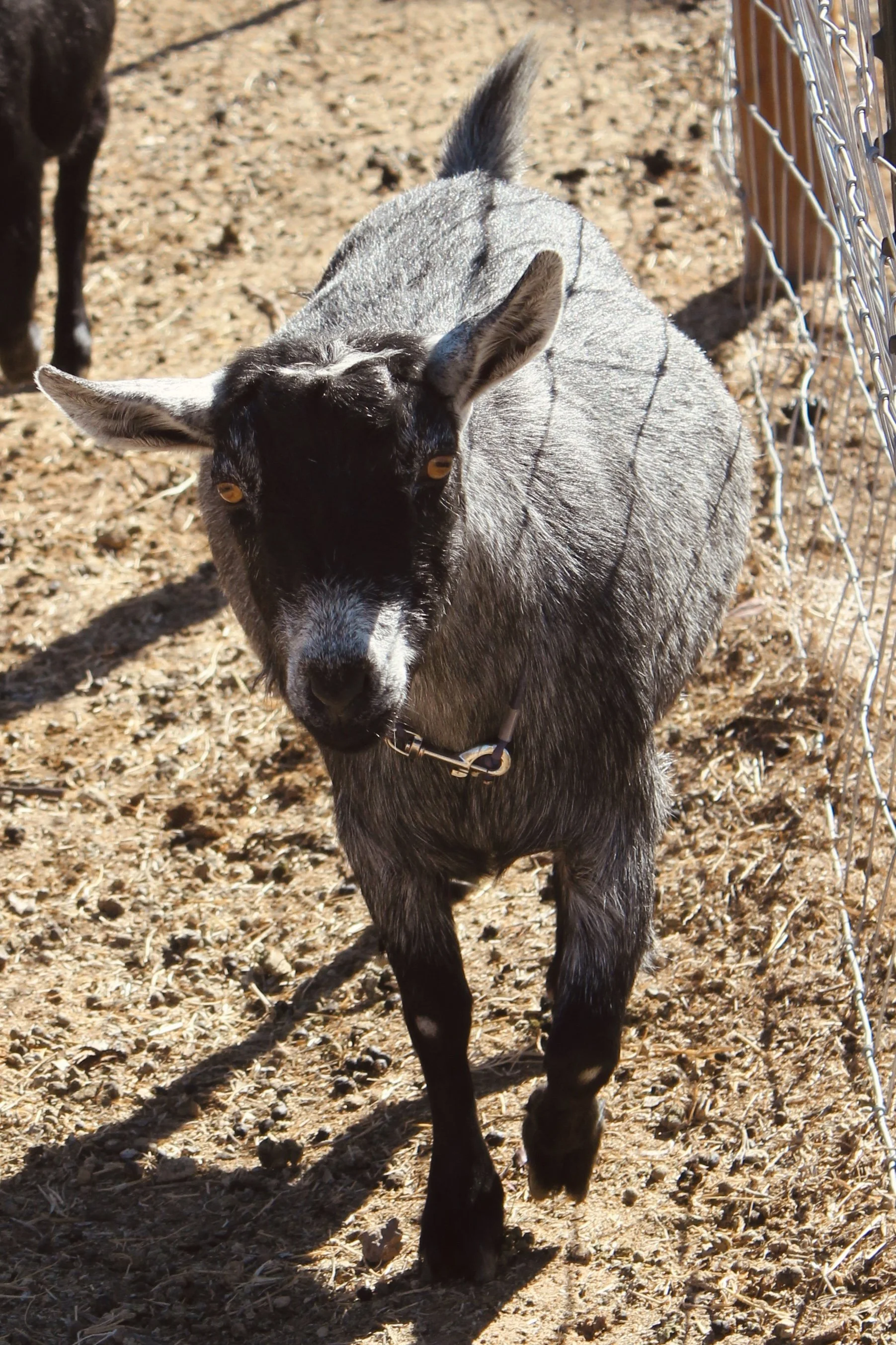 Head-on image of RISING LIGHT RANCH SELENE aka Bo Bo. She is an ADGA Nigerian Dwarf goat doe with a black, roaned coat pattern. She is walking toward the camera on dirt ground with a wire fence visible next to her.
