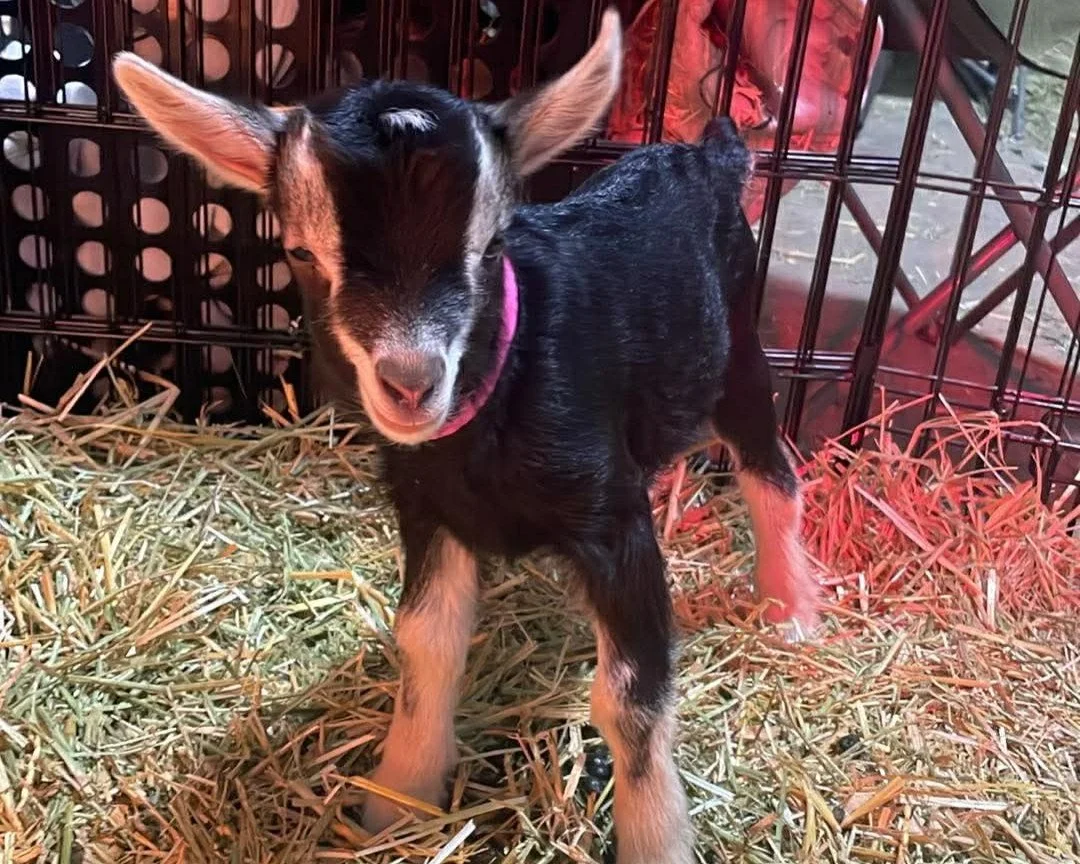 Front view of CEDAR BROOKS RANCH O'MALLEYCAT as a newborn. He is an ADGA Nigerian Dwarf buck with a black and tan Swiss marked coat. He is standing on fresh straw.