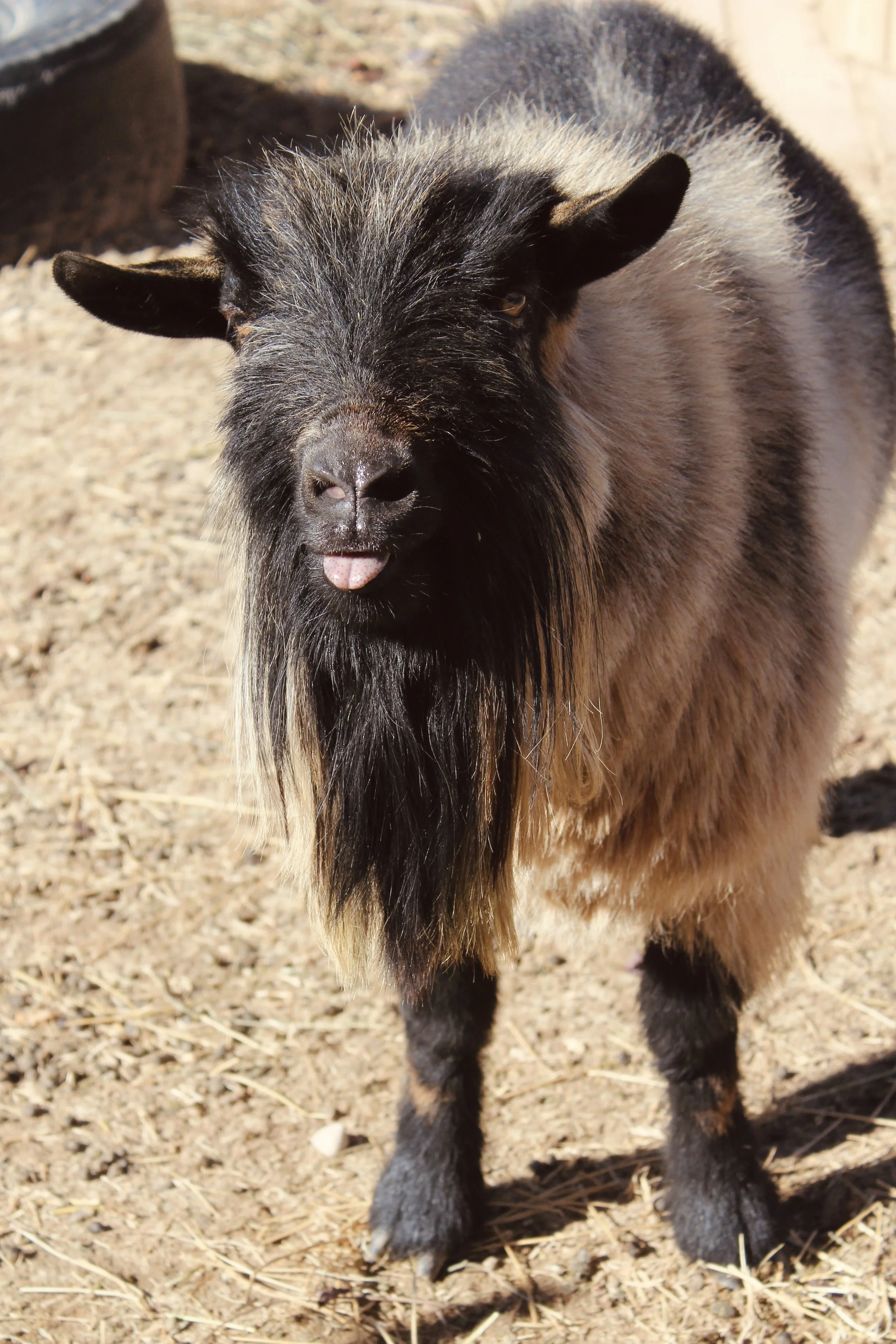 Head-on CREAMERY CREEK MT MILKYWAY, who is an ADGA Nigerian Dwarf buck with a cou clair coat pattern with minimal white. He has a long, black beard and is sticking his tongue out.
