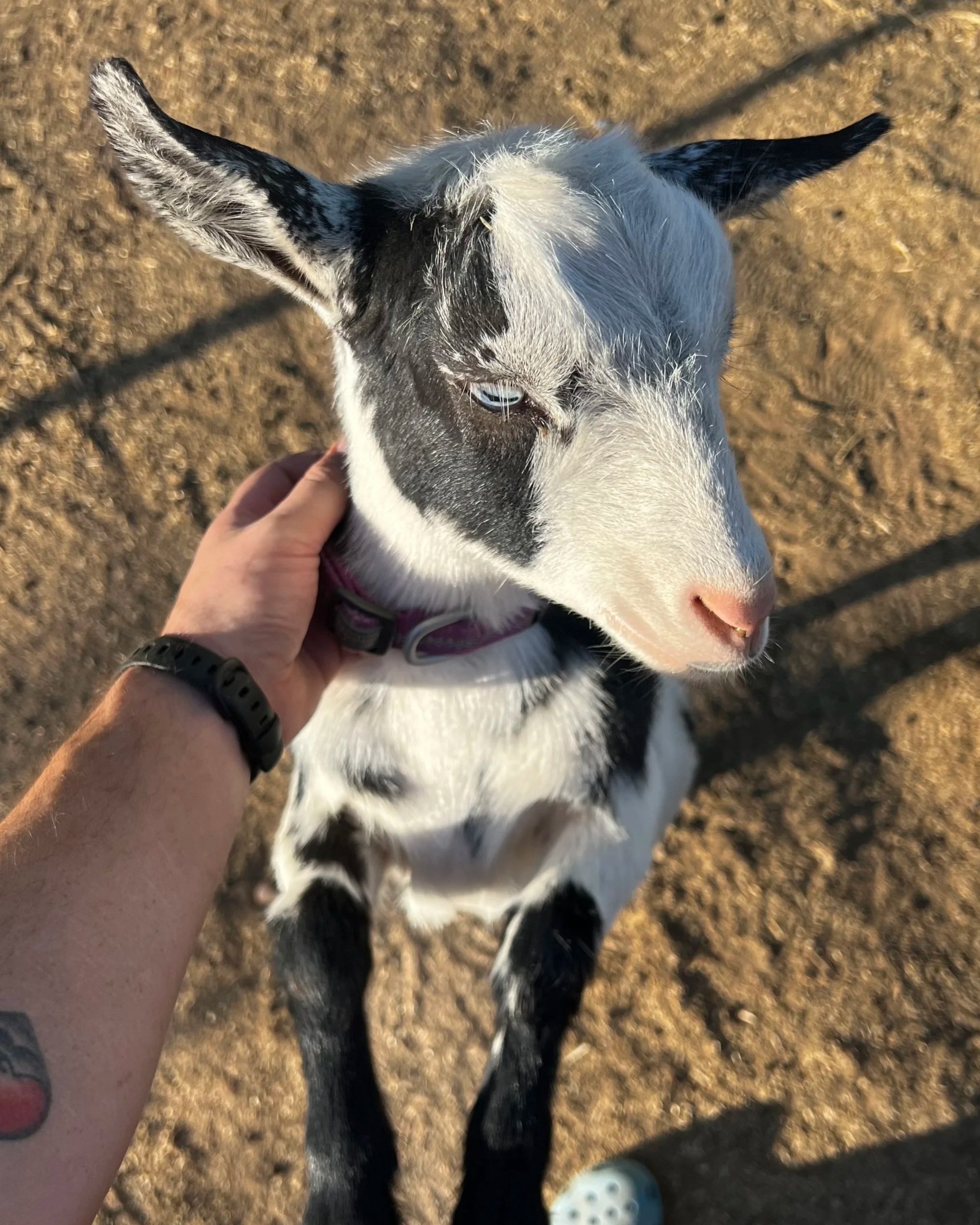 Image from above of a young CEDAR BROOKS RANCH VIOLET aka Vi. She is an ADGA Nigerian Dwarf goat doeling with a black coat pattern and abundant white and is standing with her hooves against the person taking the photo. She has blue eyes.