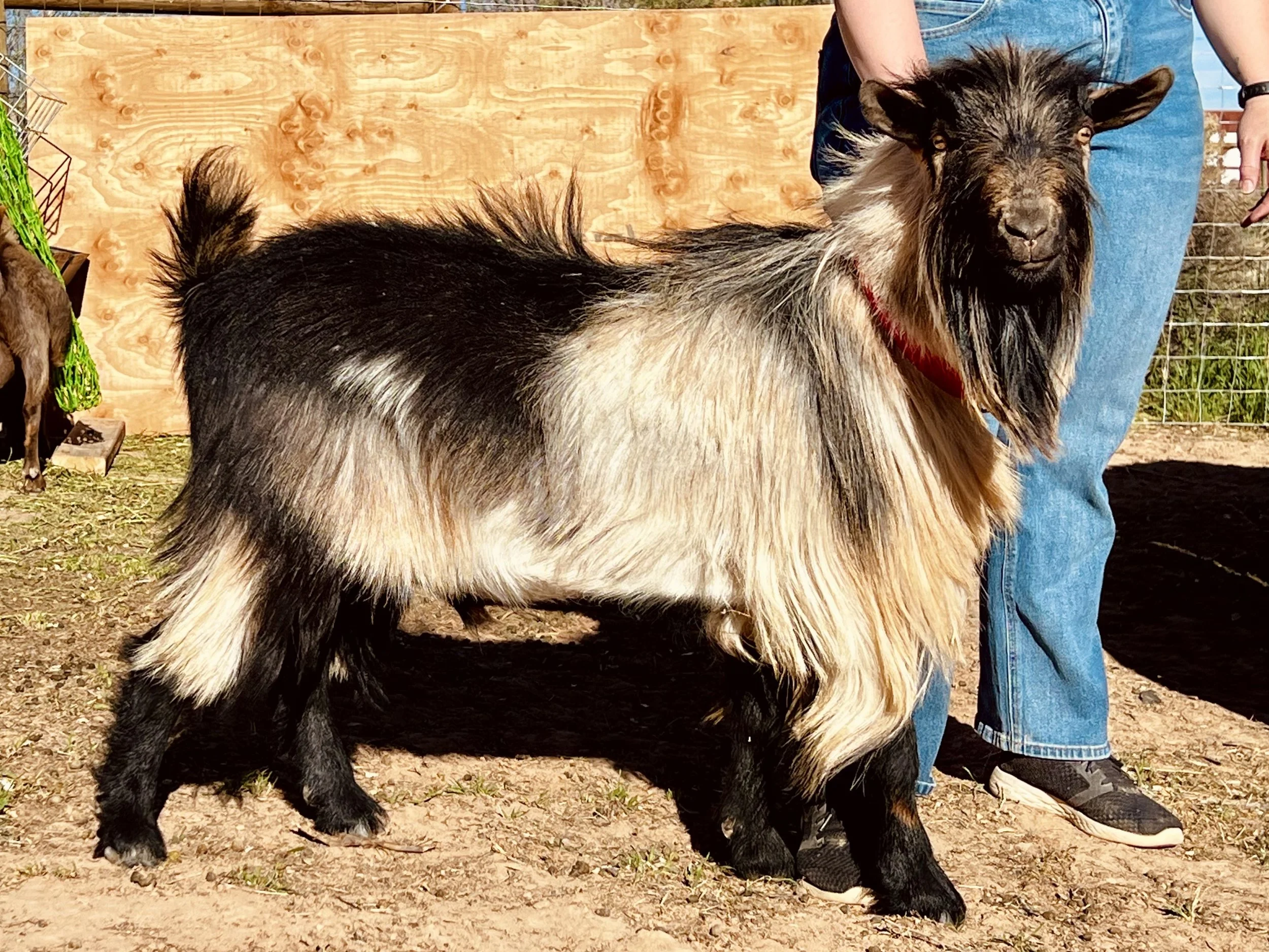 Profile image of CREAMERY CREEK MT MILKYWAY aka Milkyway. He is an ADGA Nigerian Dwarf goat buck with a cou clair coat pattern. His coat is long and shaggy and he is being held by a red collar by a person in blue jeans.