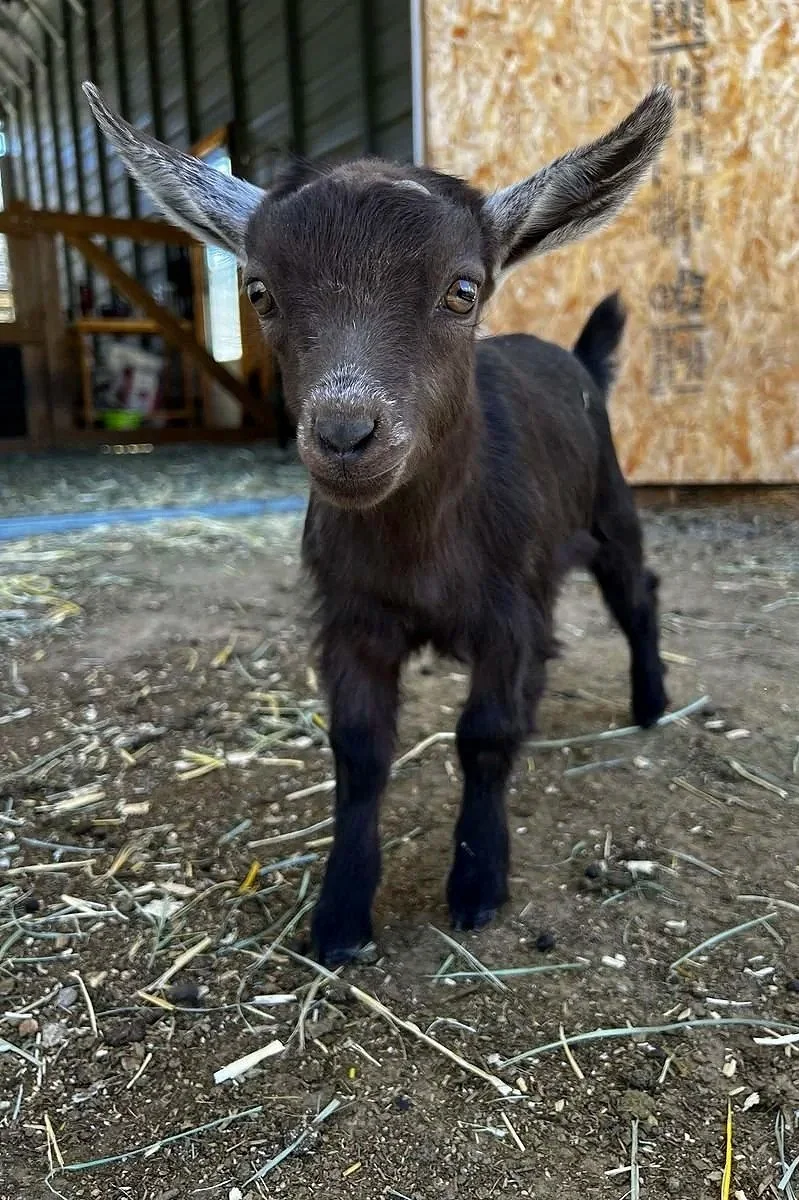 Bo Bo x Muddy - Spring 2026 Doeling