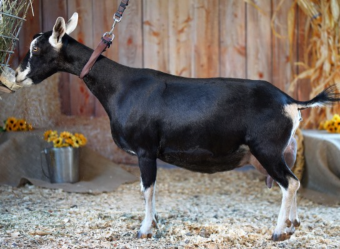 A profile image of BETTER WAYZ ISABELLE. She is an ADGA Nigerian Dwarf doe with a Swiss marked coat and is standing in front of a wooden background on fresh pine shavings.
