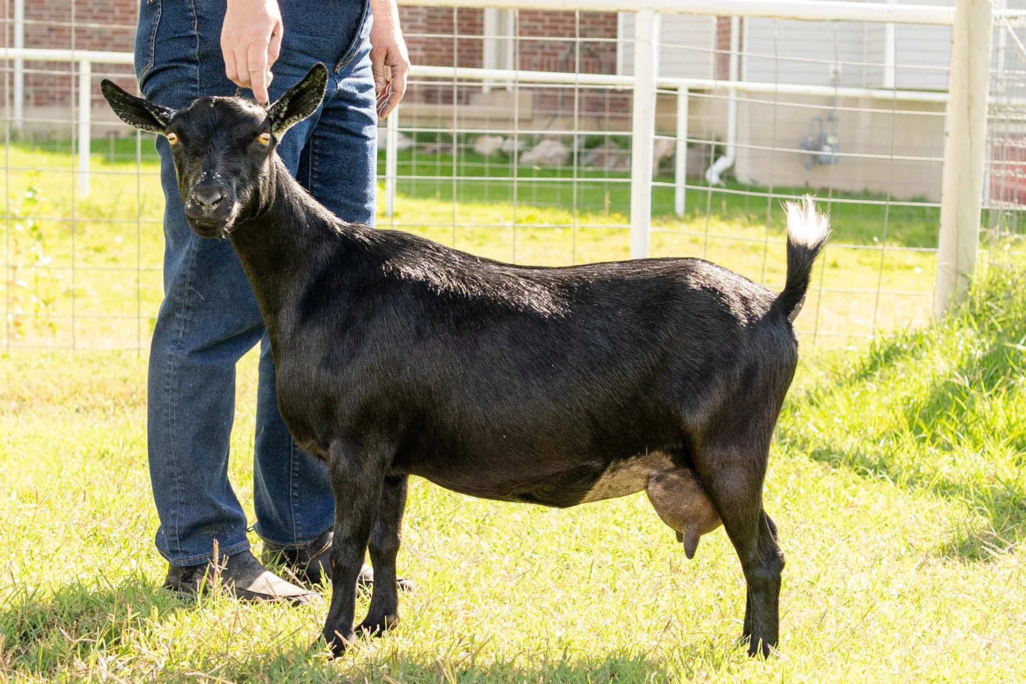 Profile image of EMPTY NESTER BL CLEOPATRA. She is an ADGA Nigerian Dwarf goat doe with a black coat pattern. She is standing on green grass and being held by a person in blue jeans.
