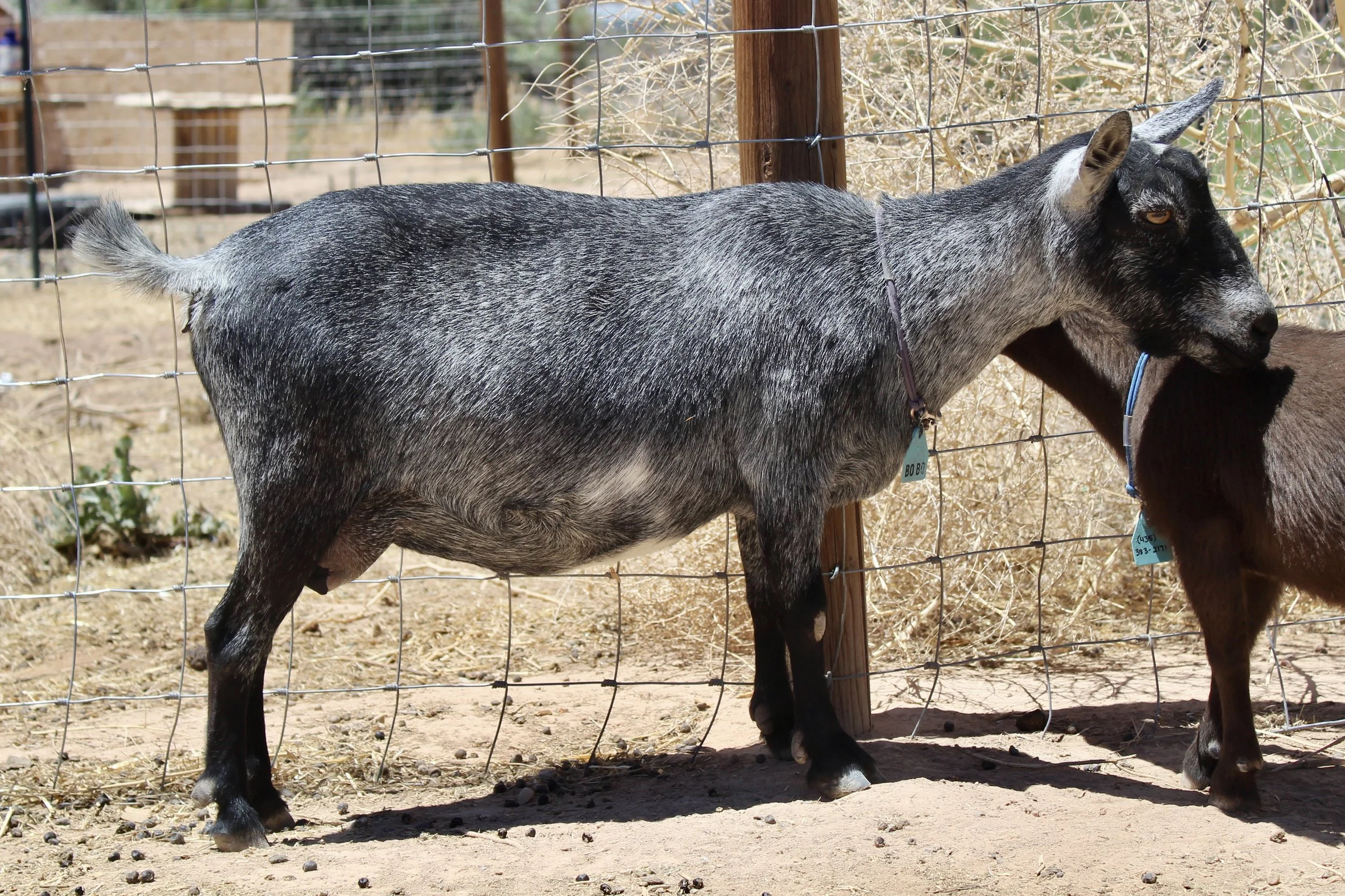 A grey and black goat standing on dirt ground in front of a wire fence and straw, with other goats partially visible behind the fence.