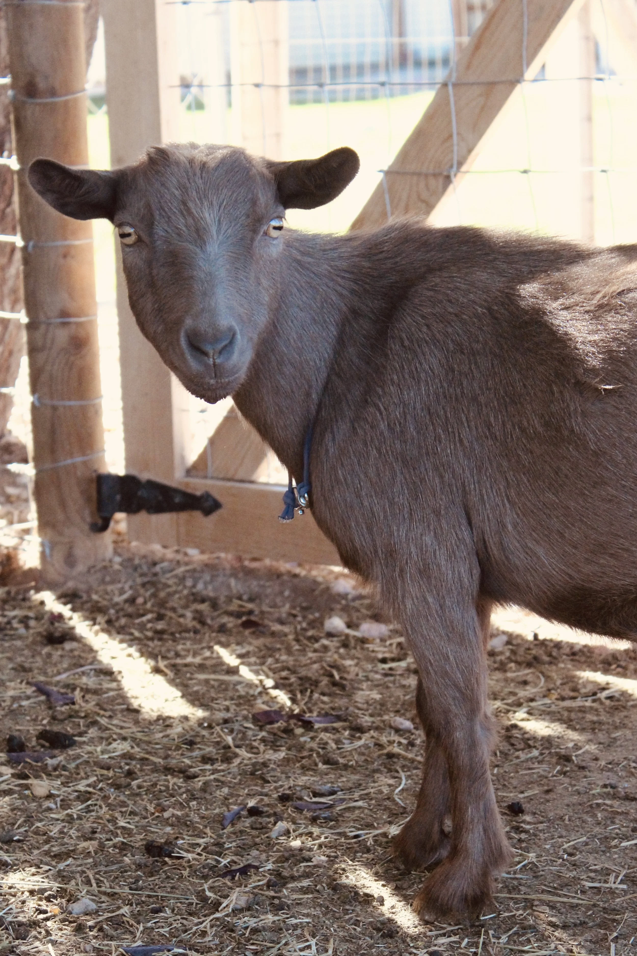Image shows JAN'S ROCKING M TIME 2B FANCY. She is an ADGA registered Nigerian Dwarf doe. Her coat color is chocolate with moonspots. Her eyes are gold and she is disbudded.