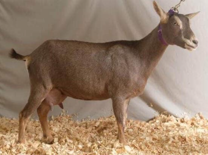 A profile image of BETTER WAYZ HOPSCOTCH. She is an ADGA Nigerian Dwarf doe with a chocolate Swiss coat and is standing on fresh pine shavings.