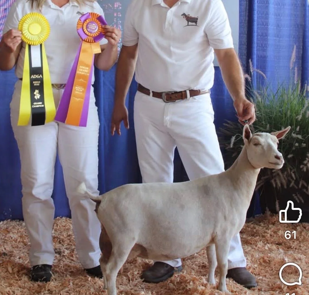 Two people in white clothing holding colorful ribbons and a goat standing on bedding, likely at a livestock show or competition.
