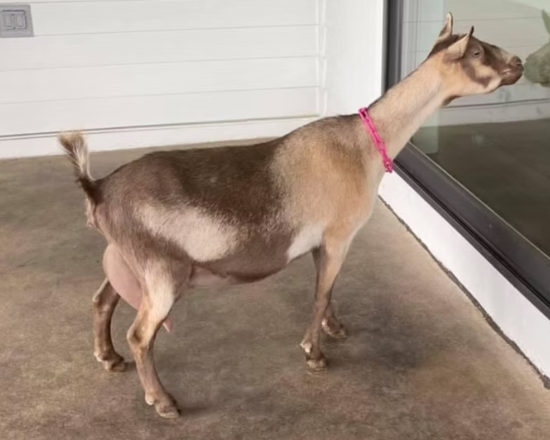 A profile image of OLD MOUNTAIN FARM KAYA TOAST. She is an ADGA Nigerian Dwarf goat doe with a chocolate cou clair coat pattern and is standing on a concrete floor looking at her reflection in a class window.