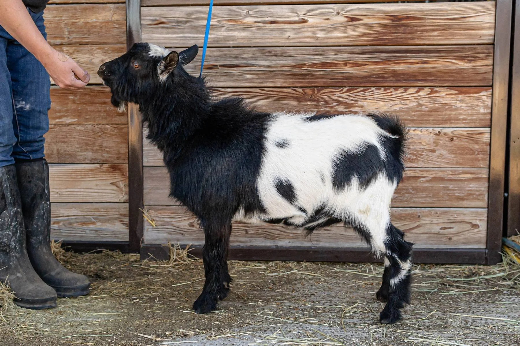 Profile image of BELLA ROSSA ESTATE BLKBEAU TYE. He is an ADGA Nigerian Dwarf buck with a black coat pattern with extensive white. He is standing on front of a wooden fence.
