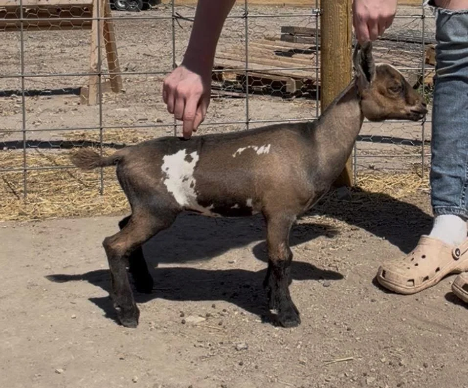 Wee3Farms Bless My Soul, an ADGA Nigerian Dwarf goat as a small kid