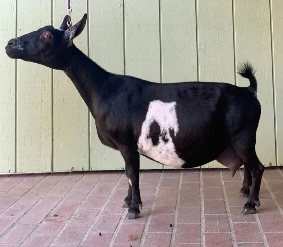 HETLANDCREEK TT TIME AFTR TIME - Image shows a Nigerian Dwarf doe. She is black with white and frosted ears and muzzle. She is sporting a show clip