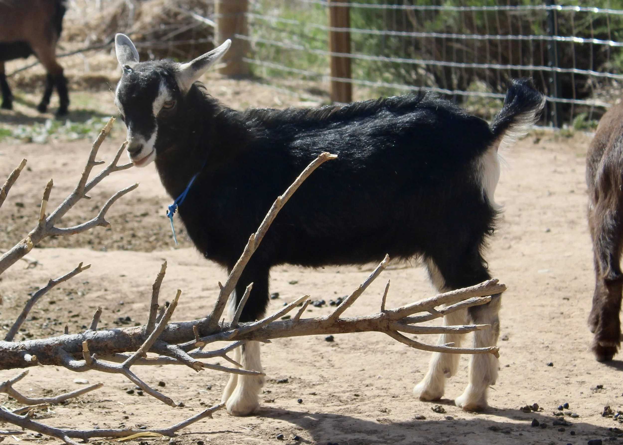 A black and white goat standing behind a fallen tree branch, with a fenced outdoor area in the background.