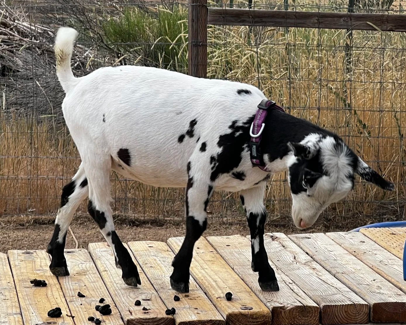 Profile image of a young CEDAR BROOKS RANCH VIOLET aka Vi. She is an ADGA Nigerian Dwarf goat doeling with a freshly shaved black coat pattern with extensive white. She is standing on a wooden platform outdoors with a wire fence in the background.