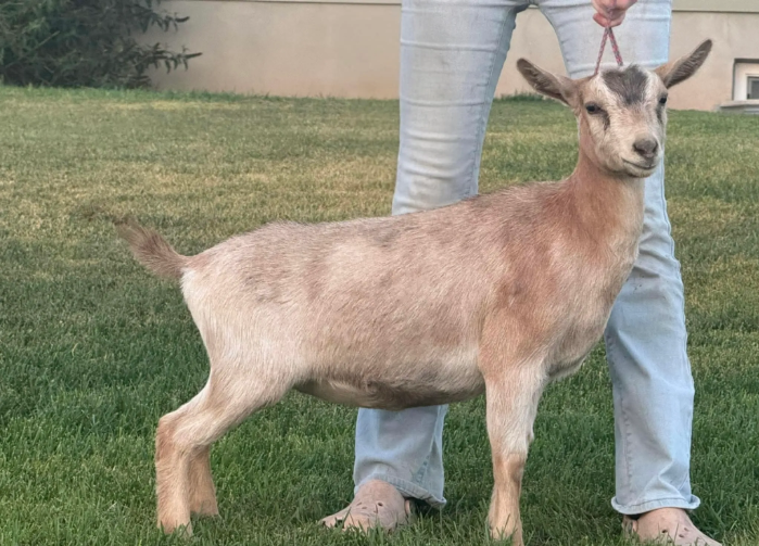 A profile image of Racing Feathers Just Dance. She is an ADGA Nigerian Dwarf doe and is standing on green grass with someone holding her collar.