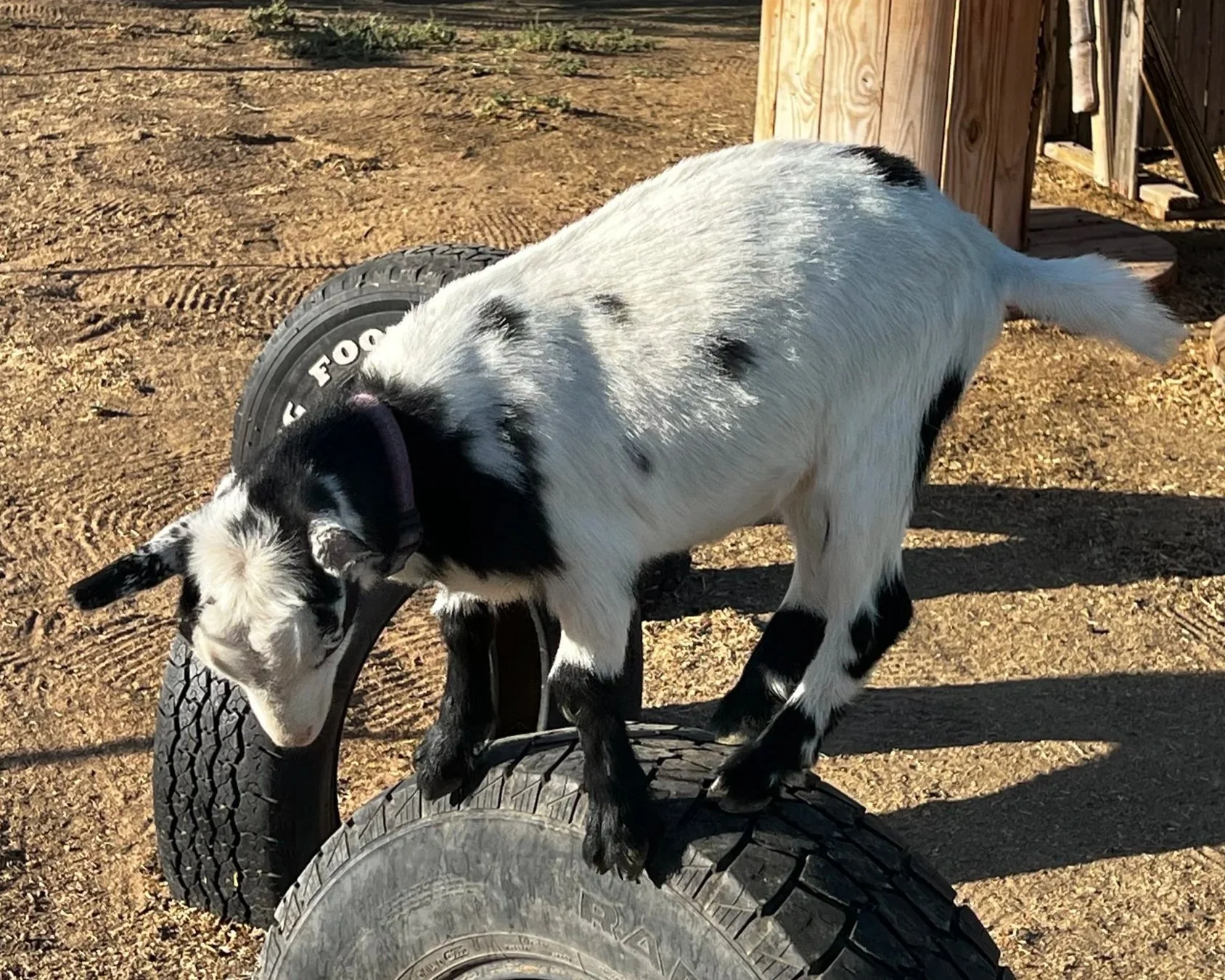 Profile image of a young CEDAR BROOKS RANCH VIOLET aka Vi. She is an ADGA Nigerian Dwarf goat doeling with a black coat pattern and abundant white and is standing playfully on an upright tire outdoors.