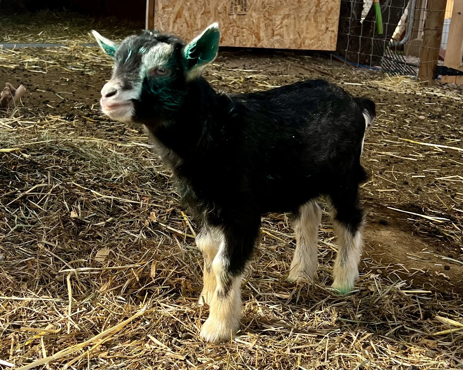 A black and white baby goat standing on straw inside a barn.