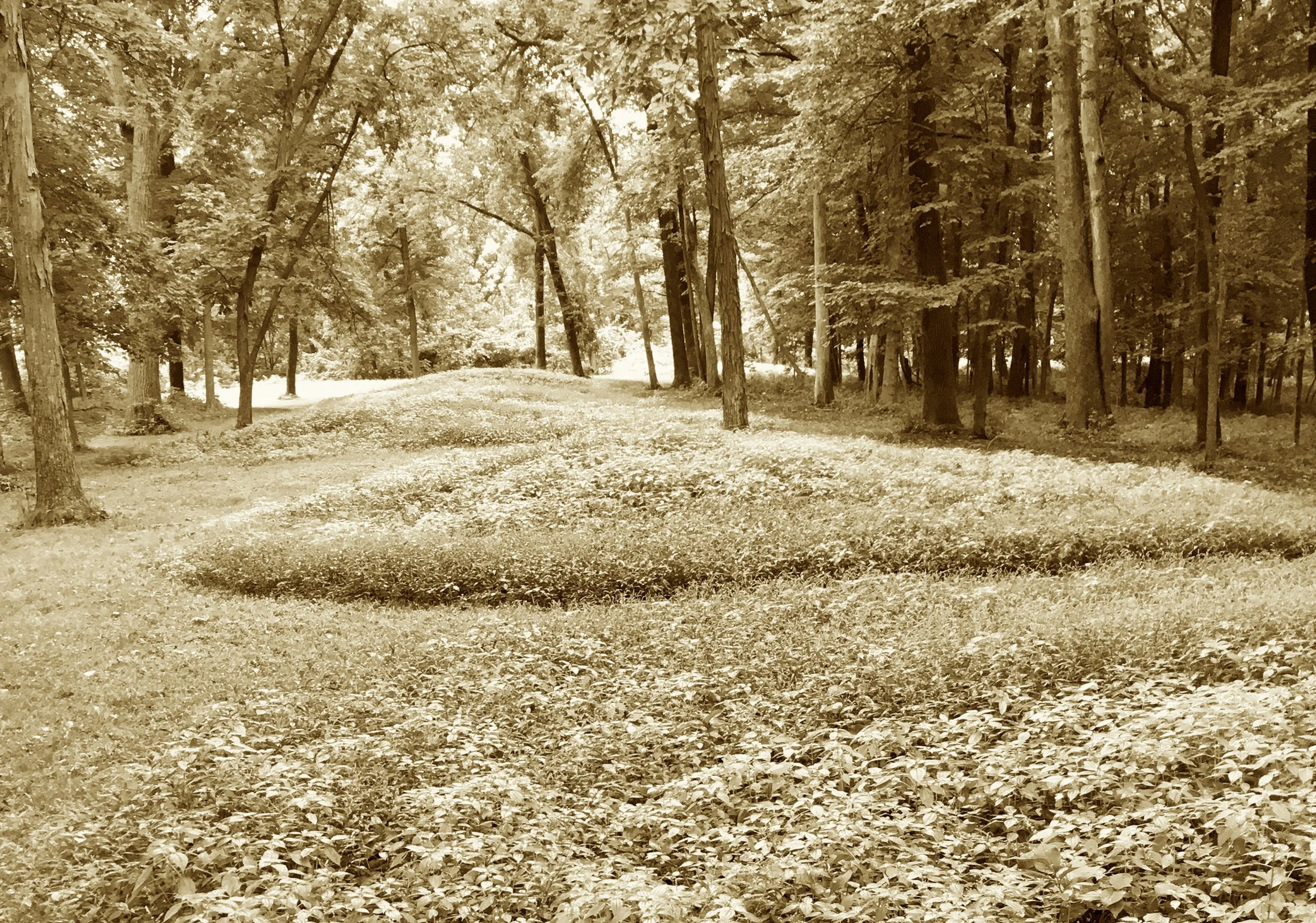 In river’s bend where spirits soar,
Lie earthen beasts from days of yore.
Bear and bird in sloping lines—
Their shapes still whisper ancient signs.
No steel or stone, just sacred ground,
Where silent shapes in woods are found.