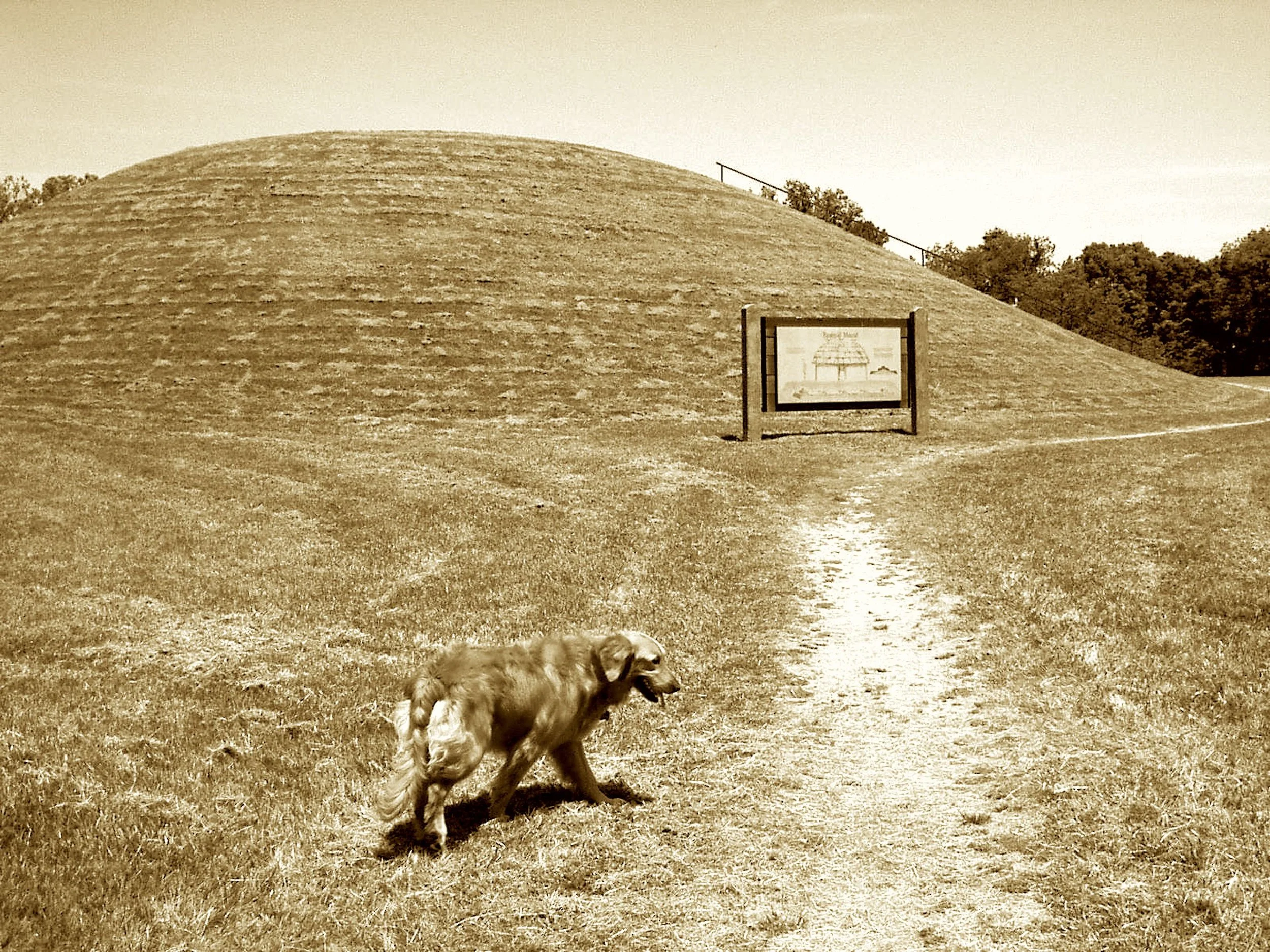 Before the Spanish cast their sails,
This platform rose from tribal trails.
Second in size to Monk’s great rise,
A mound where long-lost culture lies.
Mississippians shaped this land with grace,
Then vanished—leaving little trace.