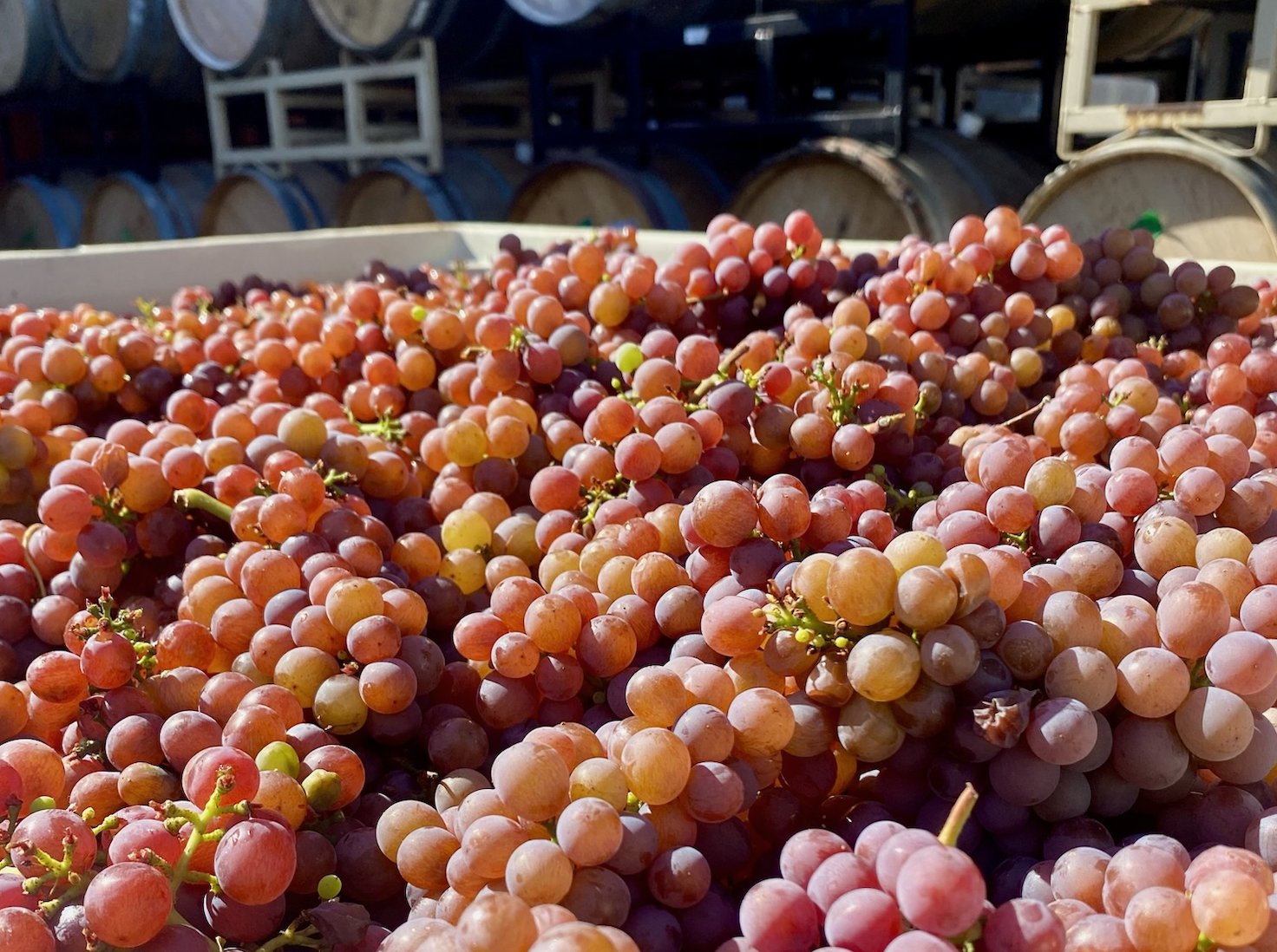 Vol. 2 Wine Residency Kickoff