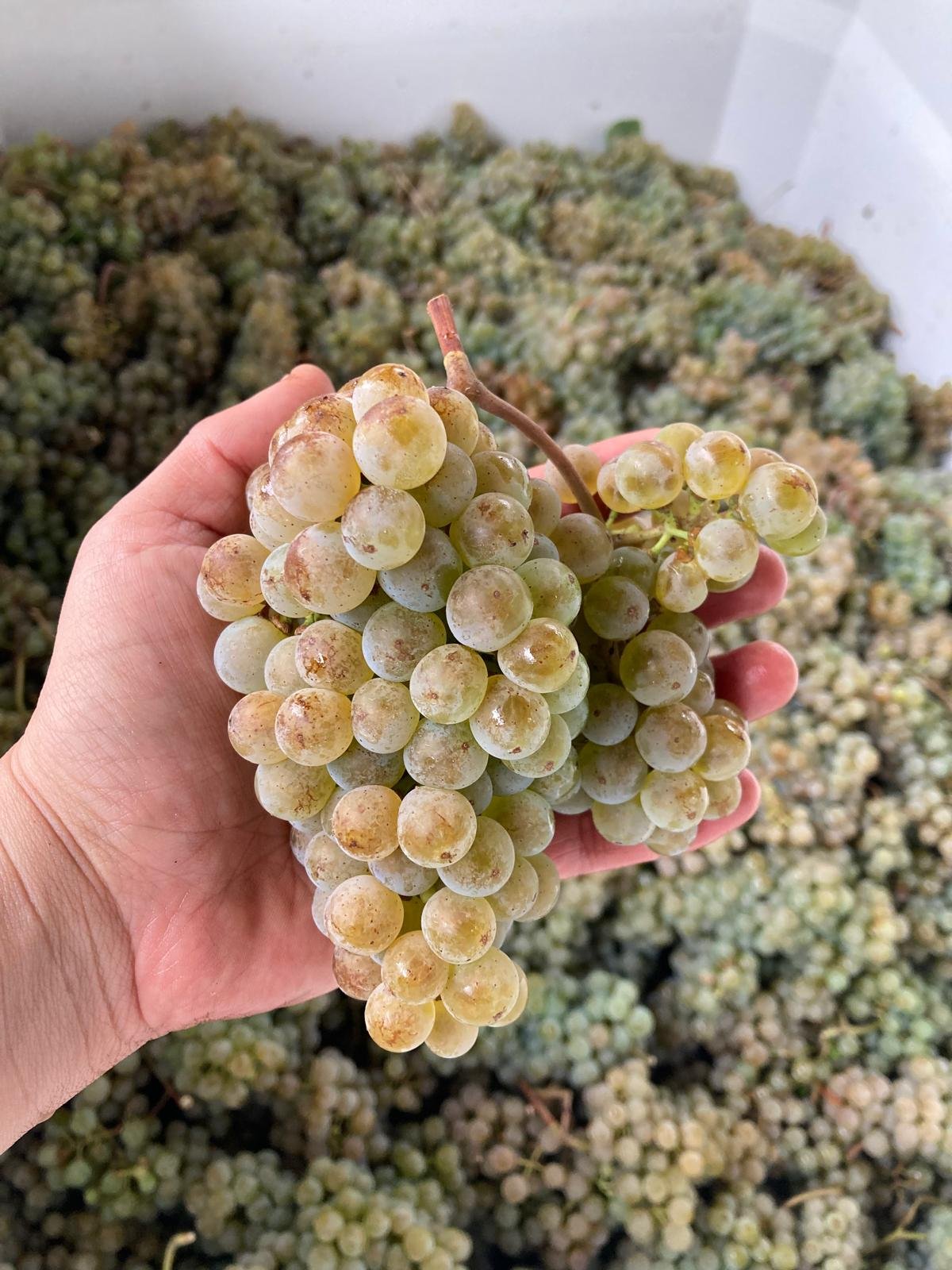 Wine Tasting