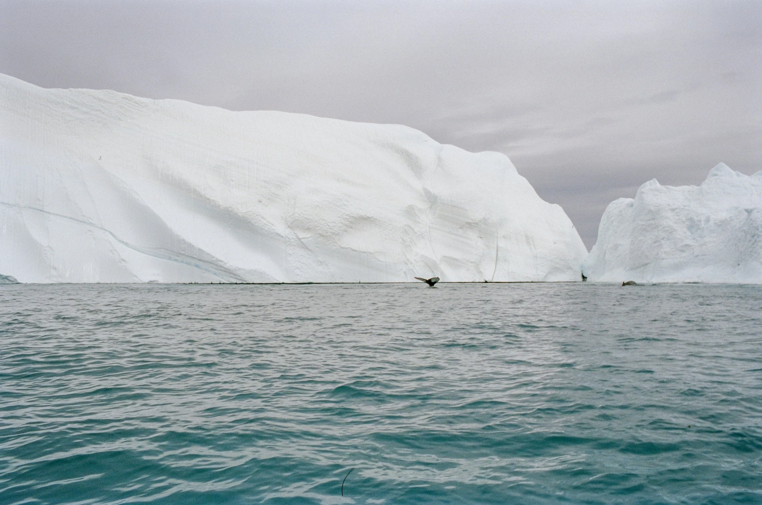 Ilulissat_Whale Tour_6 (1 of 1).jpg