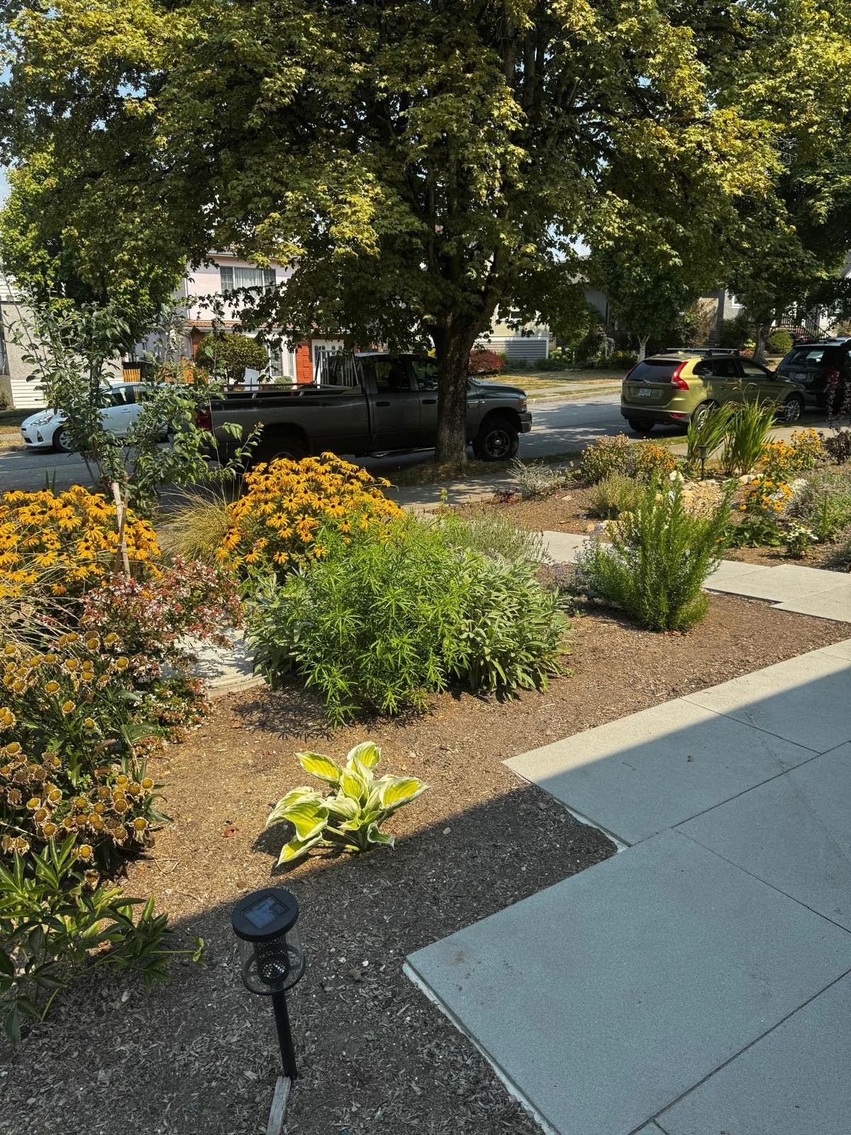 View of a suburban front yard with colorful flowers and greenery, a large tree providing shade, a sidewalk, and vehicles parked on the street in the background.