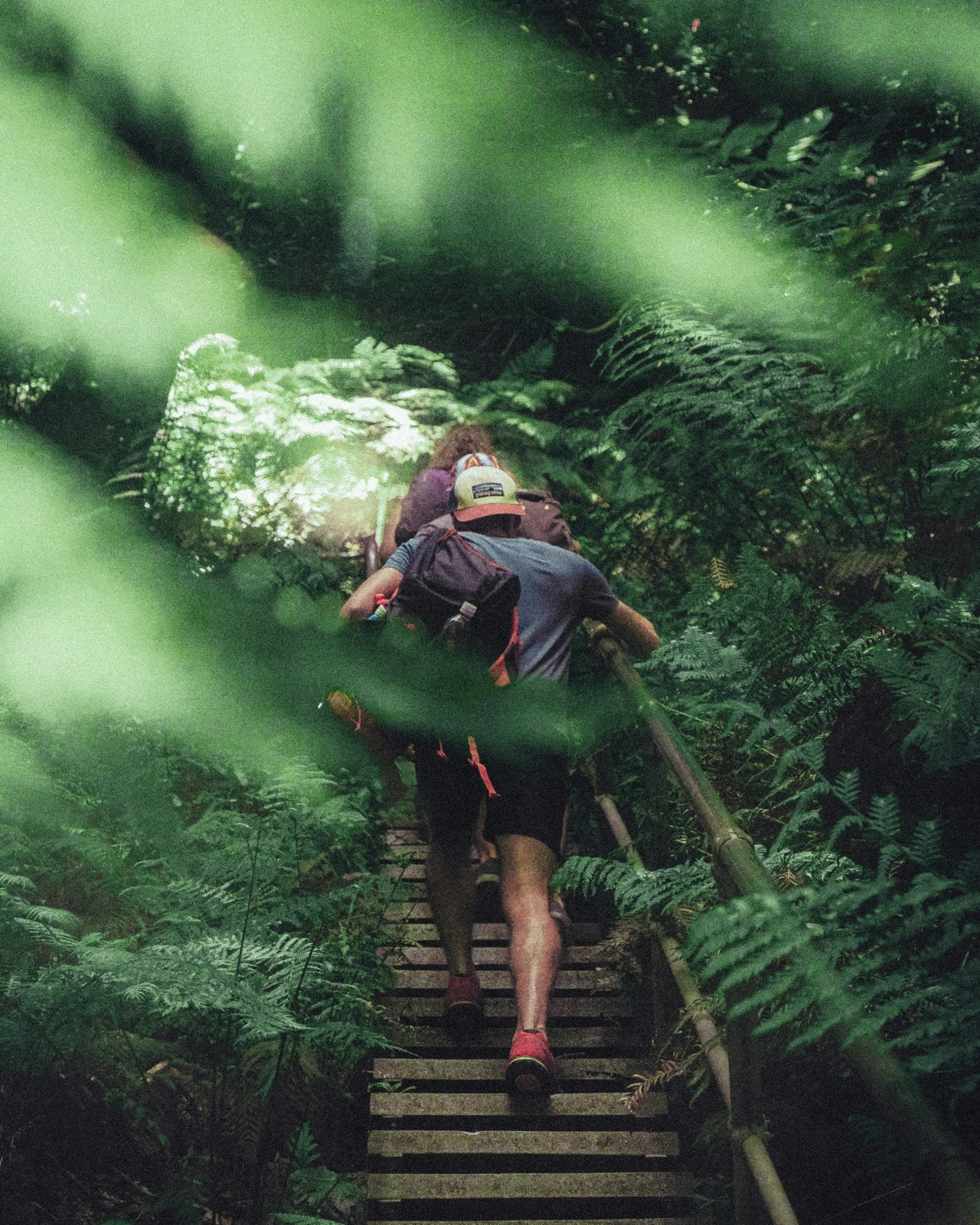 A group of hikers wearing backpacks and hats climbing wooden stairs through a dense green forest.