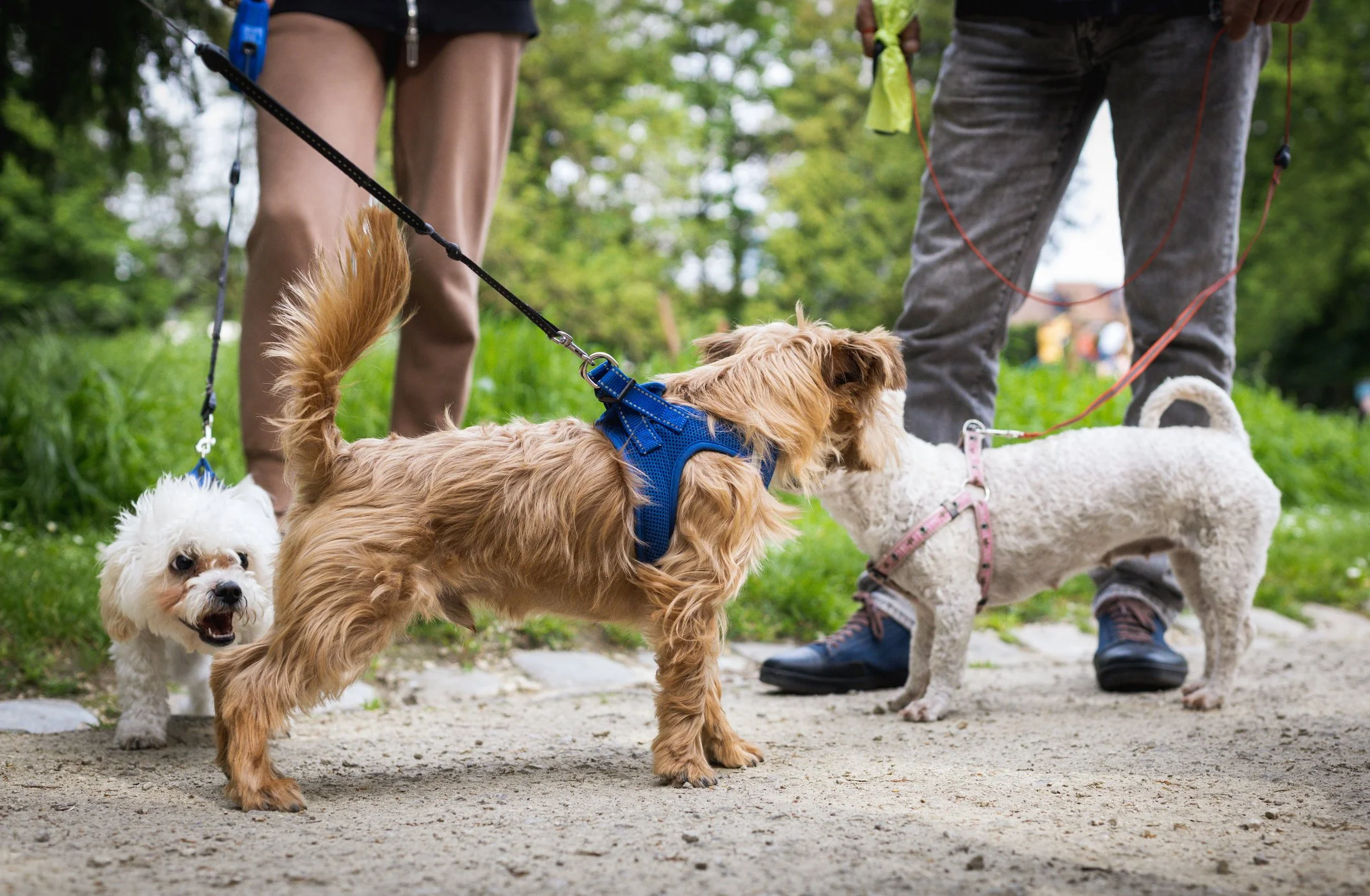 Three dogs on leashes in a park with city buildings in the background. One small white dog with fluffy fur, a brown dog with curly fur, and a tan small dog with short fur and a harness. Two people are visible holding the leashes, one wearing shorts and the other jeans, both with shoes. The dog in the foreground is looking at the camera, while the other dogs are looking elsewhere.