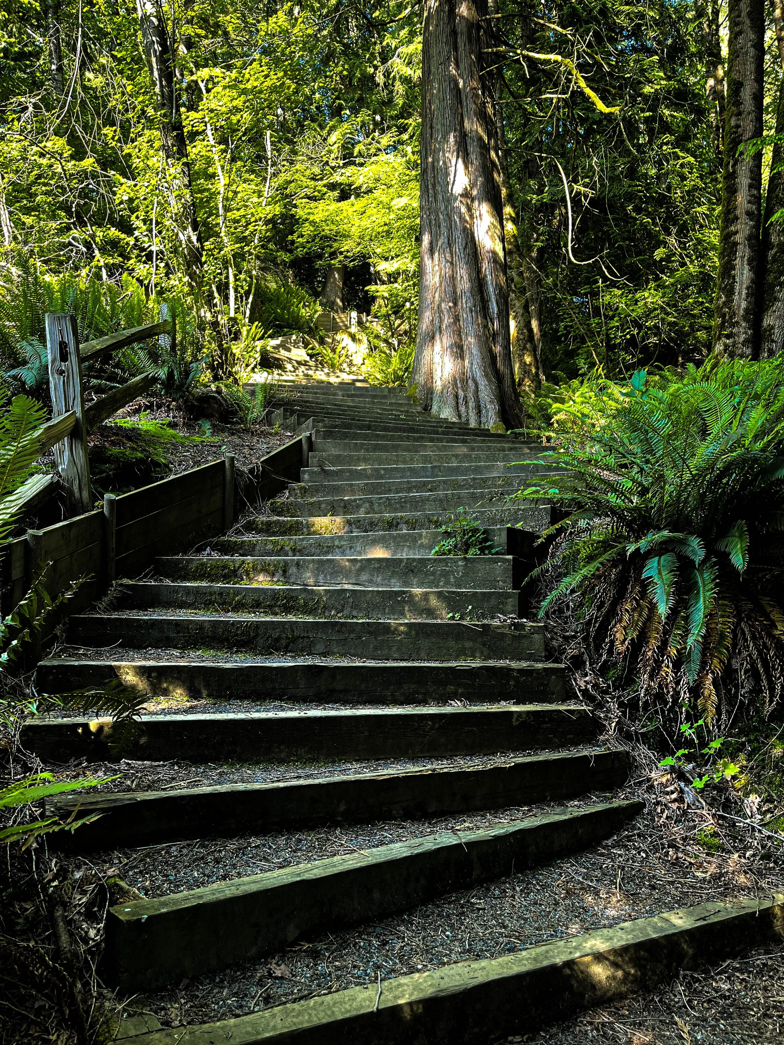 Wooden staircase surrounded by dense green forest with tall trees and ferns.