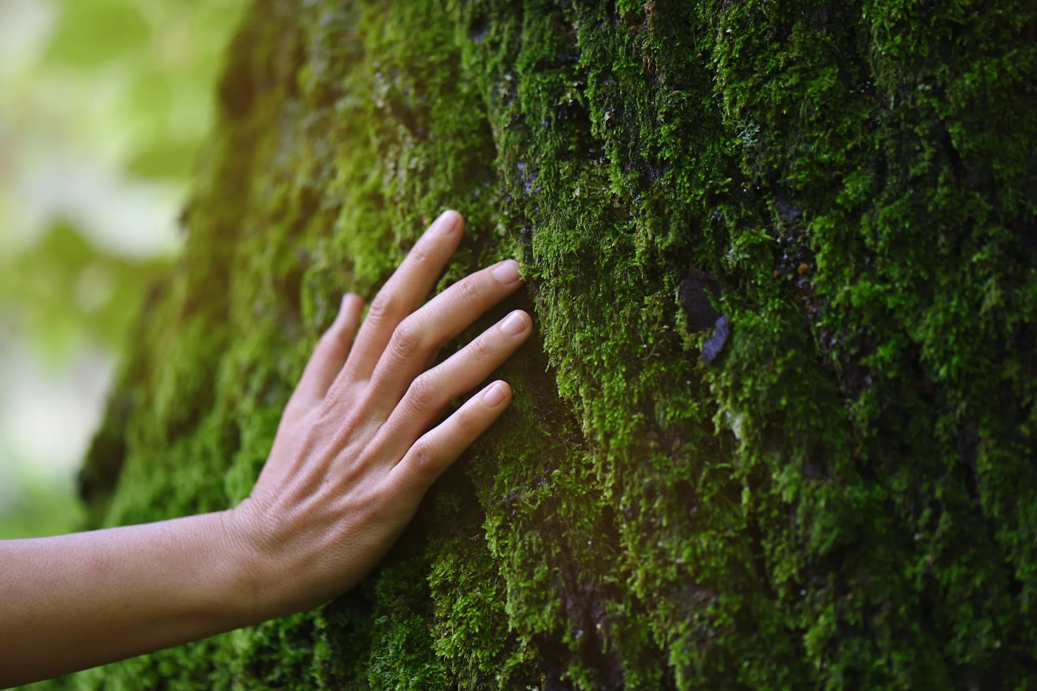 Person touching moss-covered tree trunk in a forest.